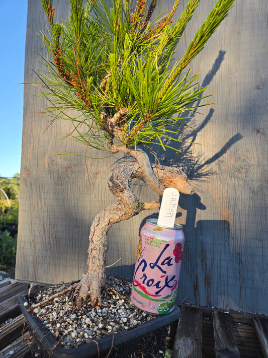 Japanese Red Pine, JRP sp1