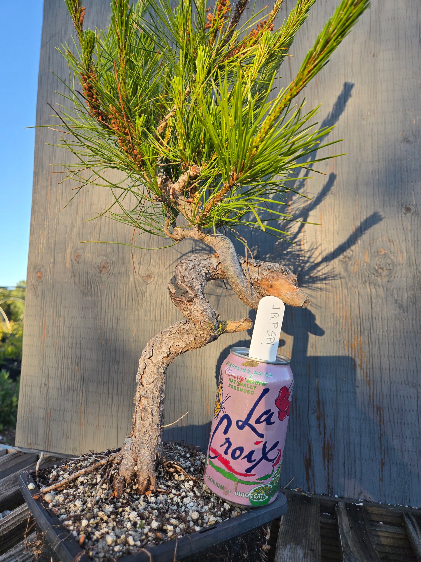 Japanese Red Pine, JRP sp1