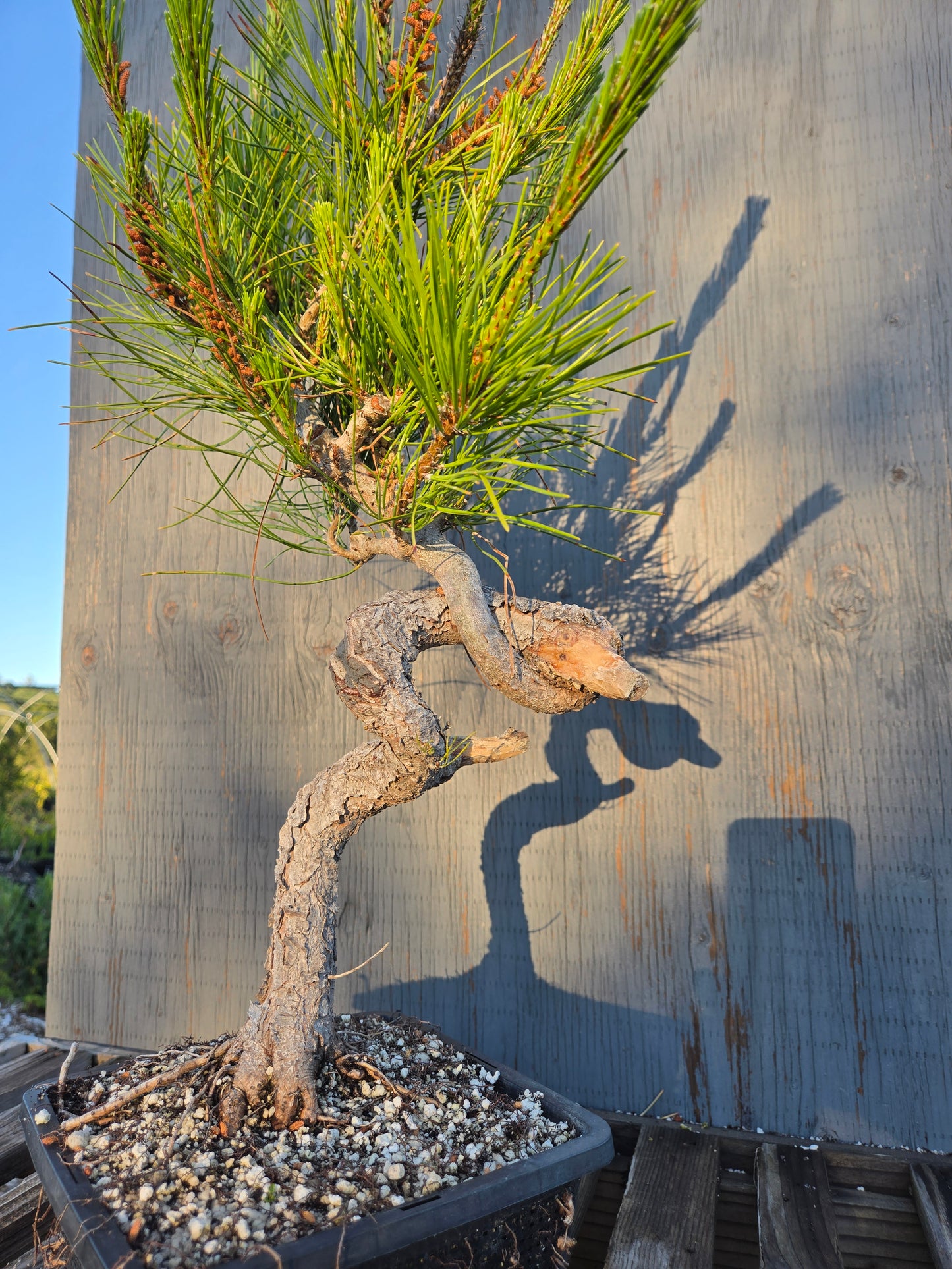 Japanese Red Pine, JRP sp1