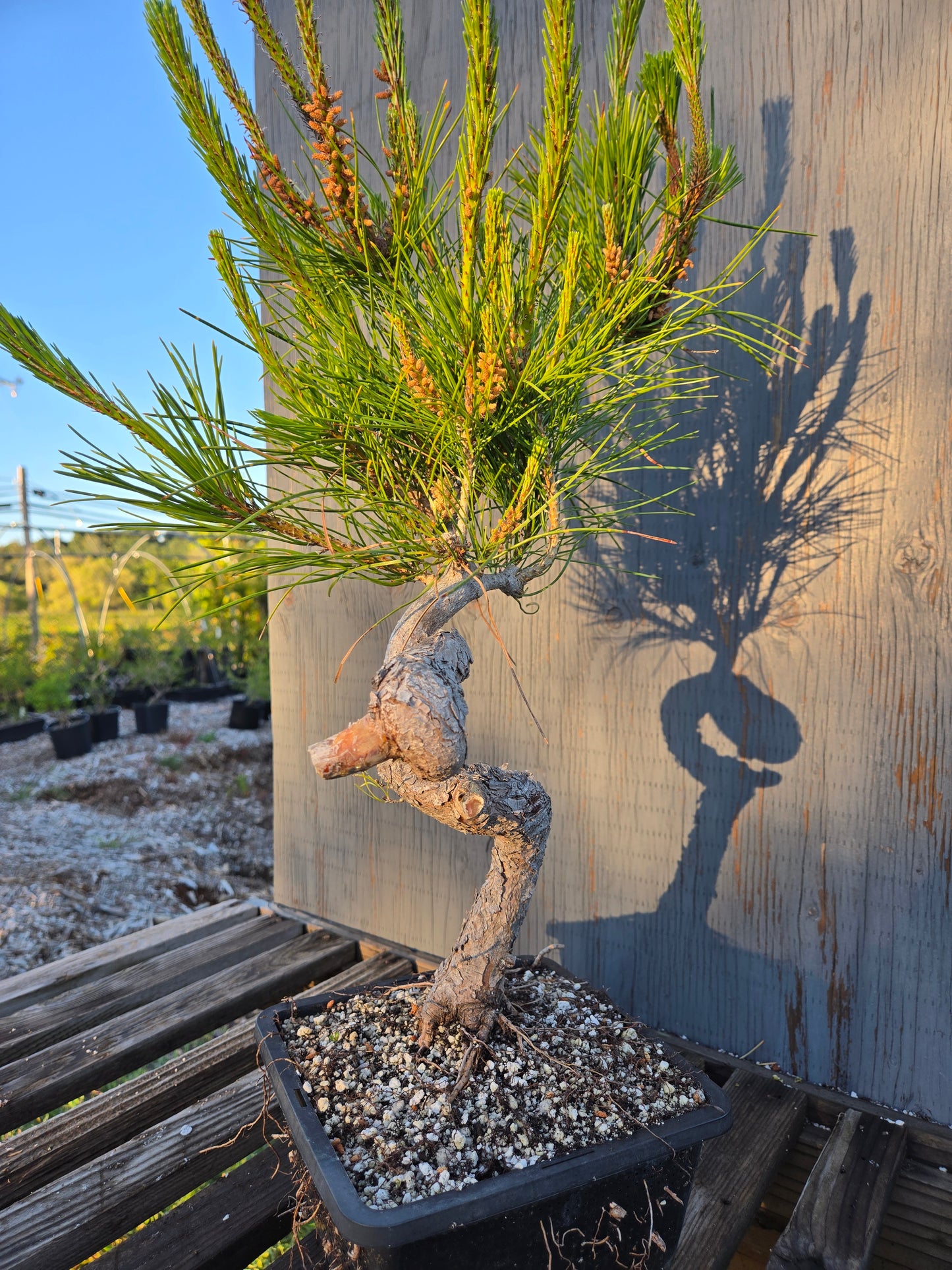 Japanese Red Pine, JRP sp1