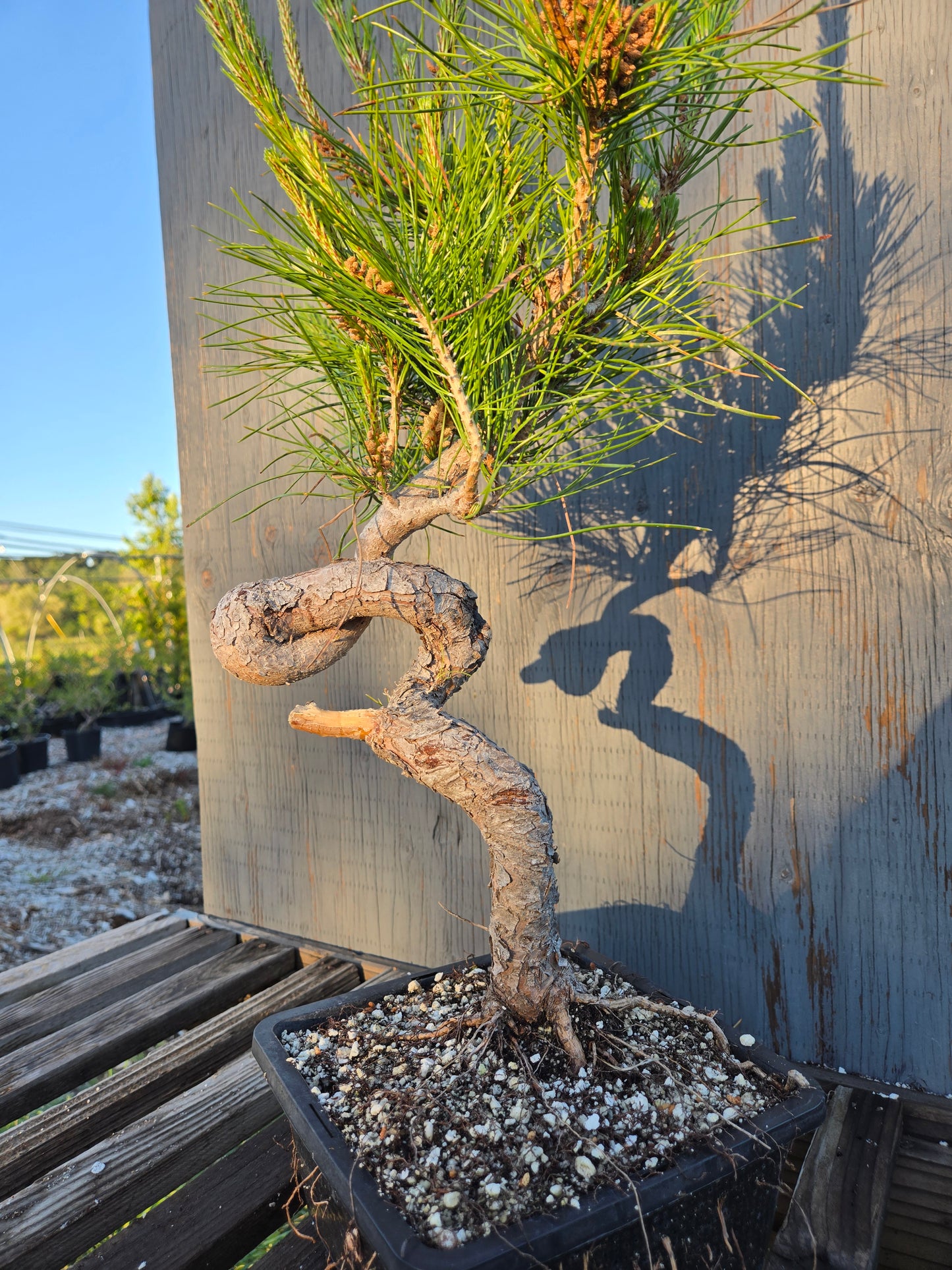 Japanese Red Pine, JRP sp1