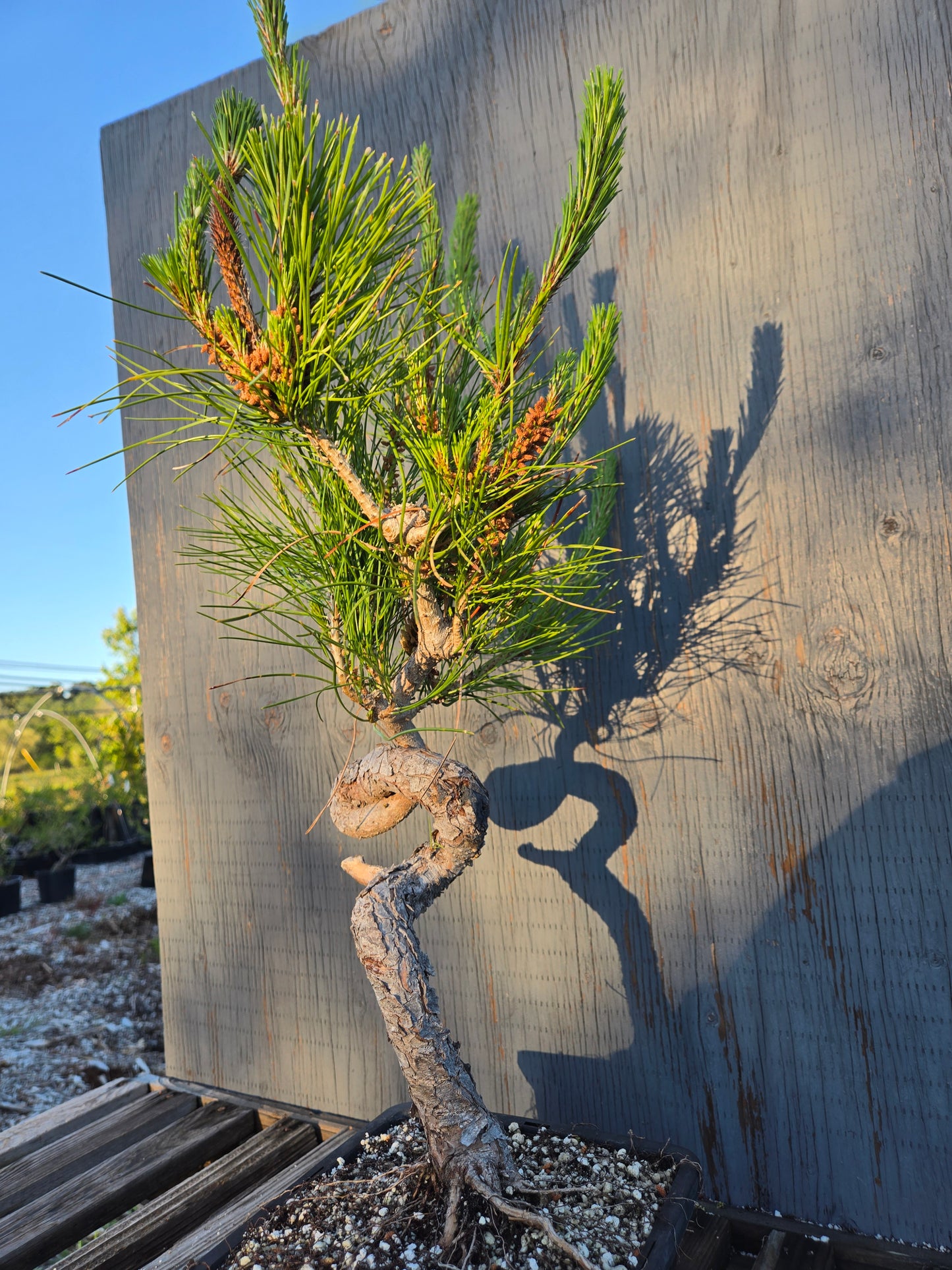 Japanese Red Pine, JRP sp1