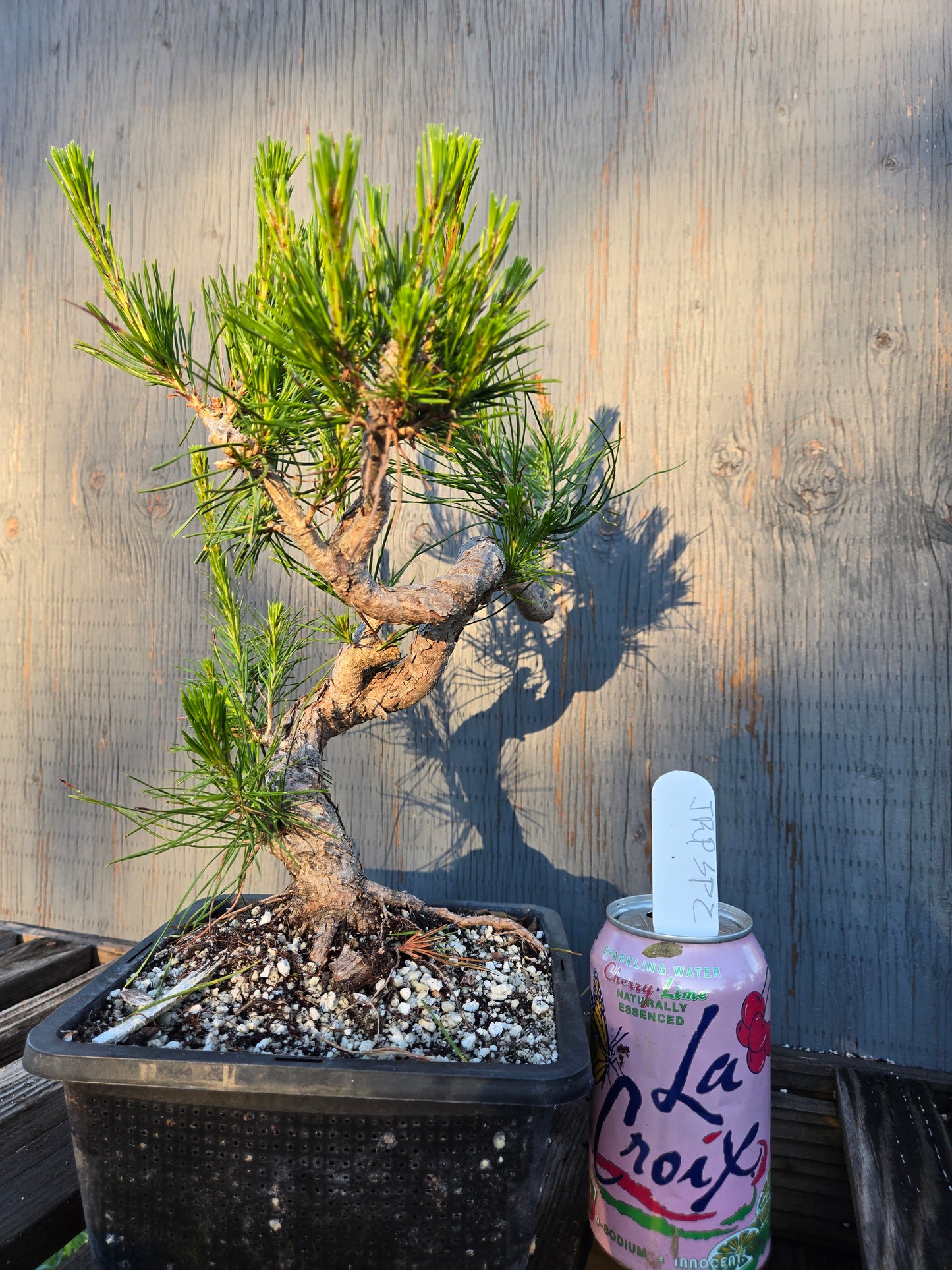 Japanese Red Pine, JRP sp2