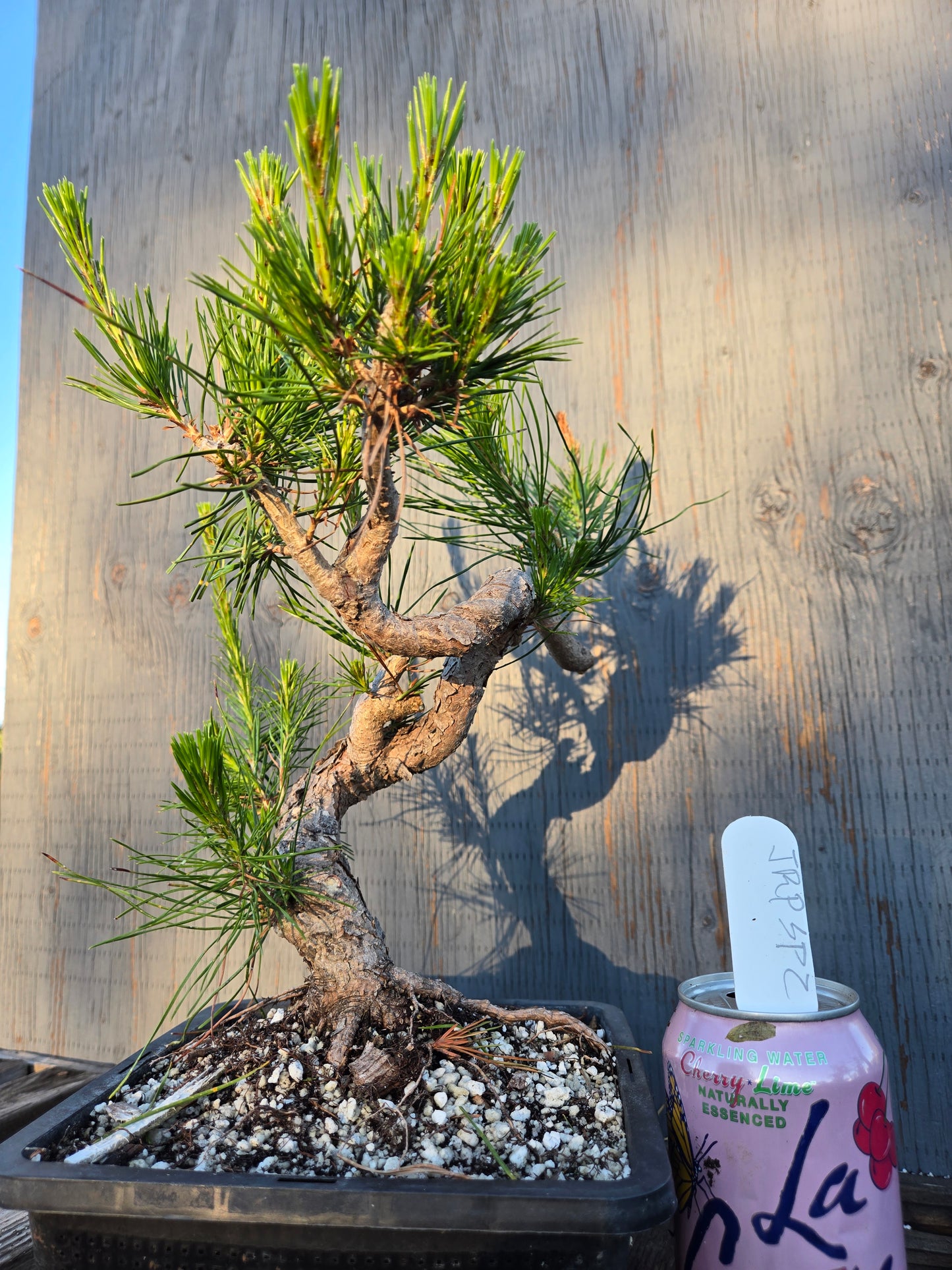 Japanese Red Pine, JRP sp2