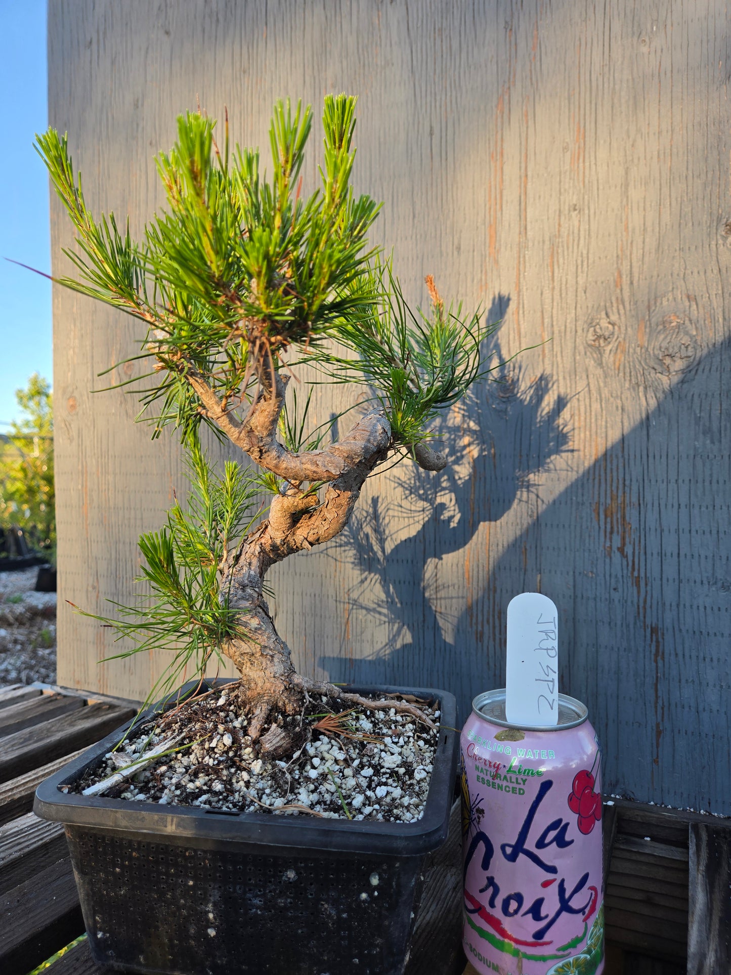 Japanese Red Pine, JRP sp2