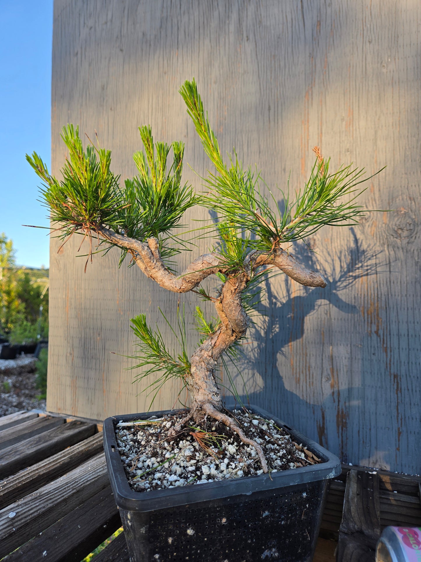 Japanese Red Pine, JRP sp2