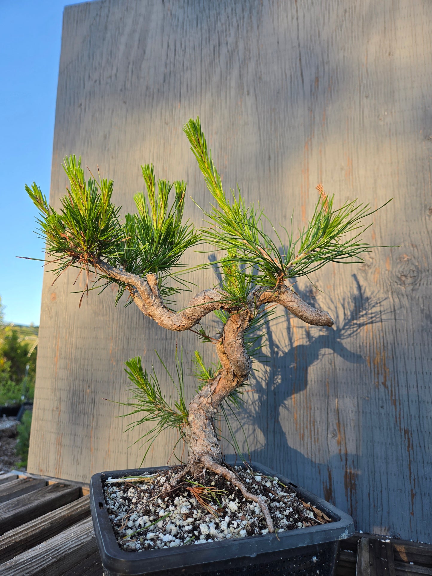Japanese Red Pine, JRP sp2