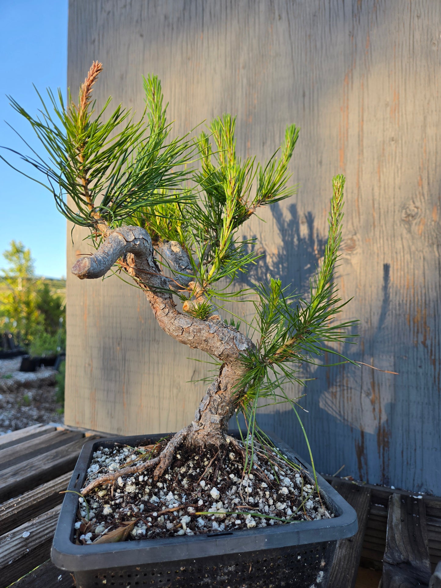Japanese Red Pine, JRP sp2