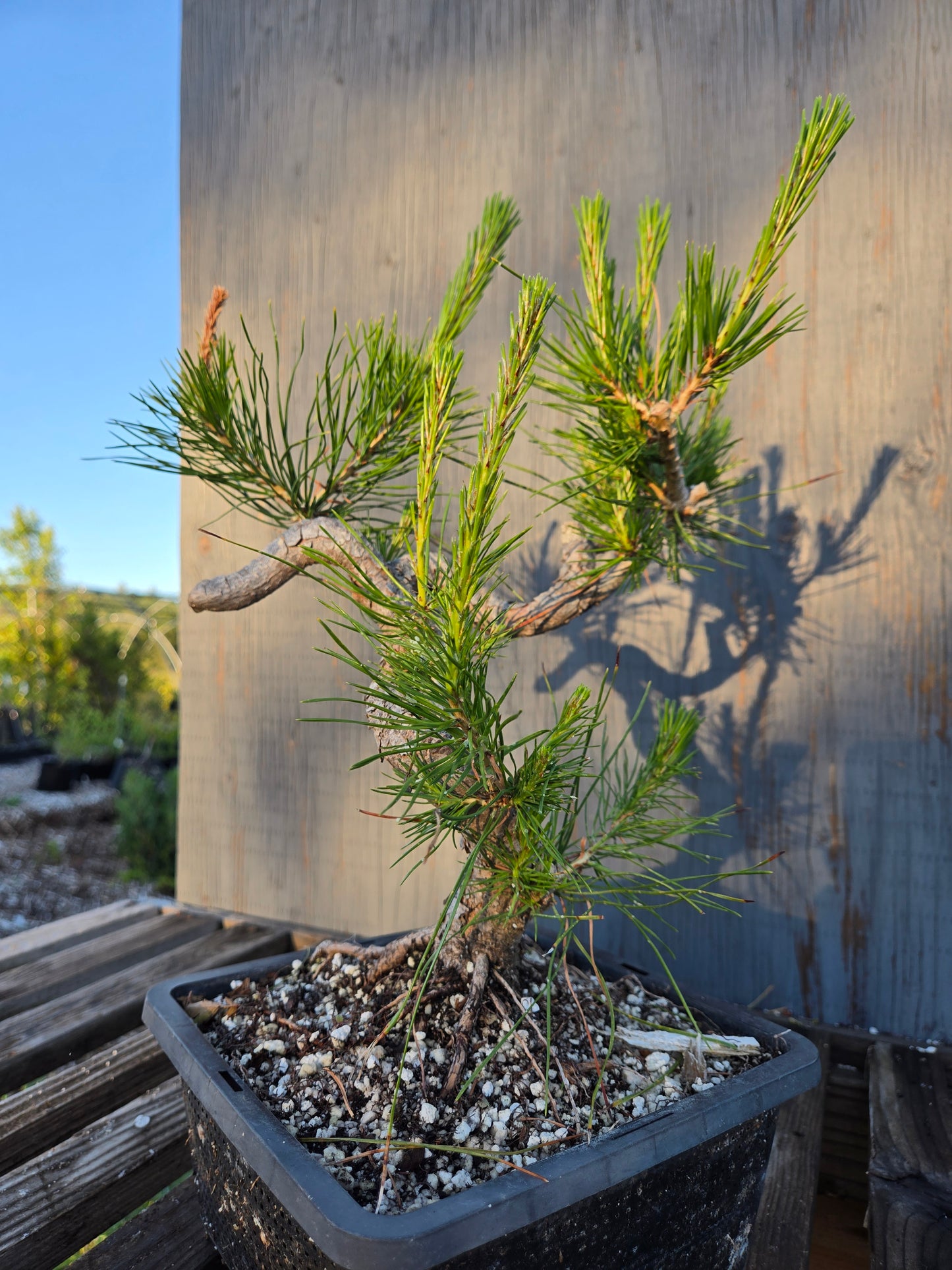 Japanese Red Pine, JRP sp2