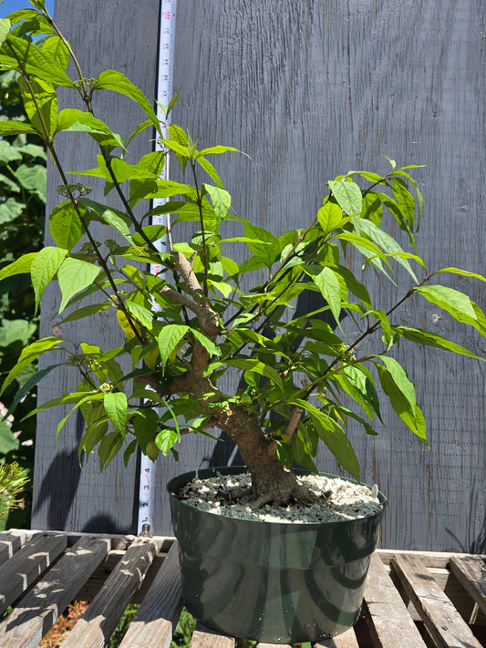 Beauty Berry, Callicarpa japponica, CalliJ SUM 00