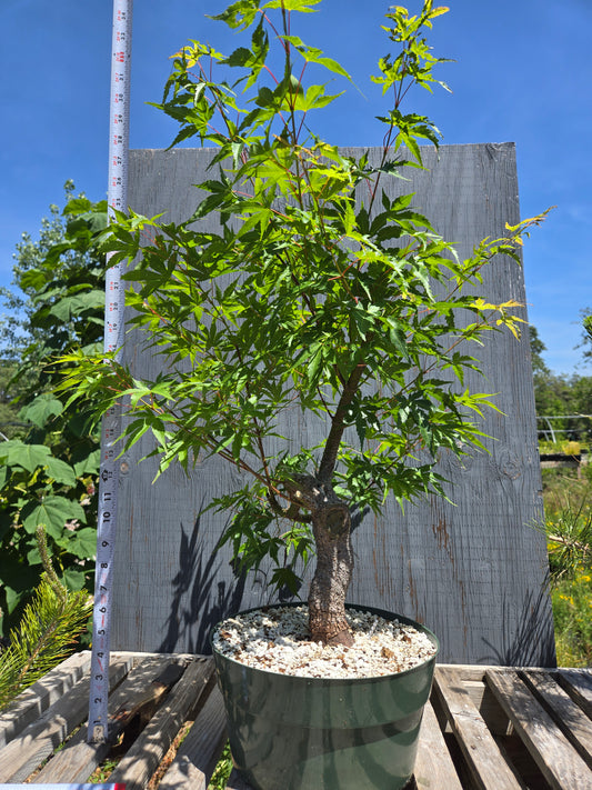 Field Grown  Cork Bark Japanese Maple, Acer palmatum 'Arakawa' SUM 01