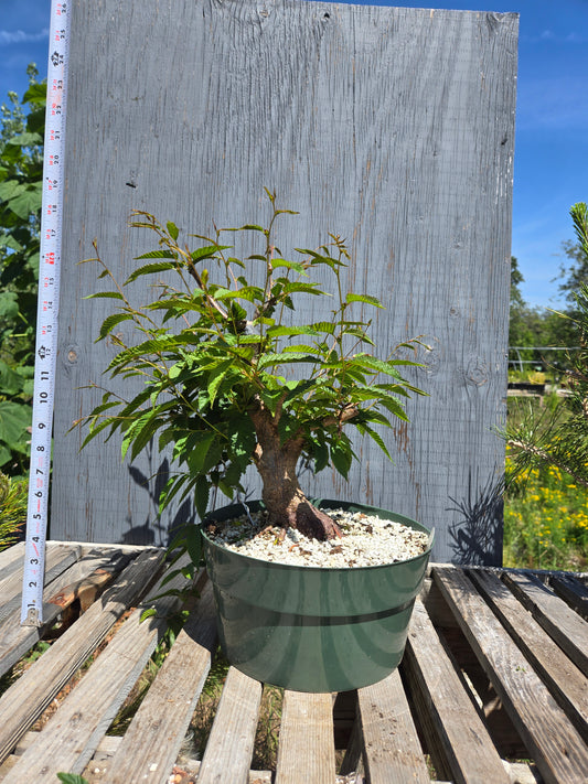Carpinus japonica, Japanese Hornbeam, Cj SUM 0