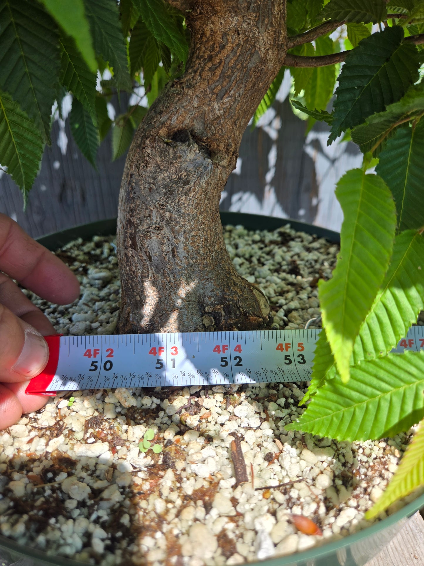 Carpinus japonica, Japanese Hornbeam, Cj SUM 01