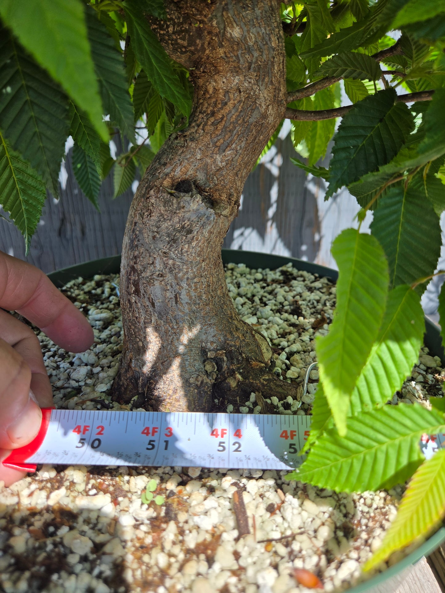 Carpinus japonica, Japanese Hornbeam, Cj SUM 01