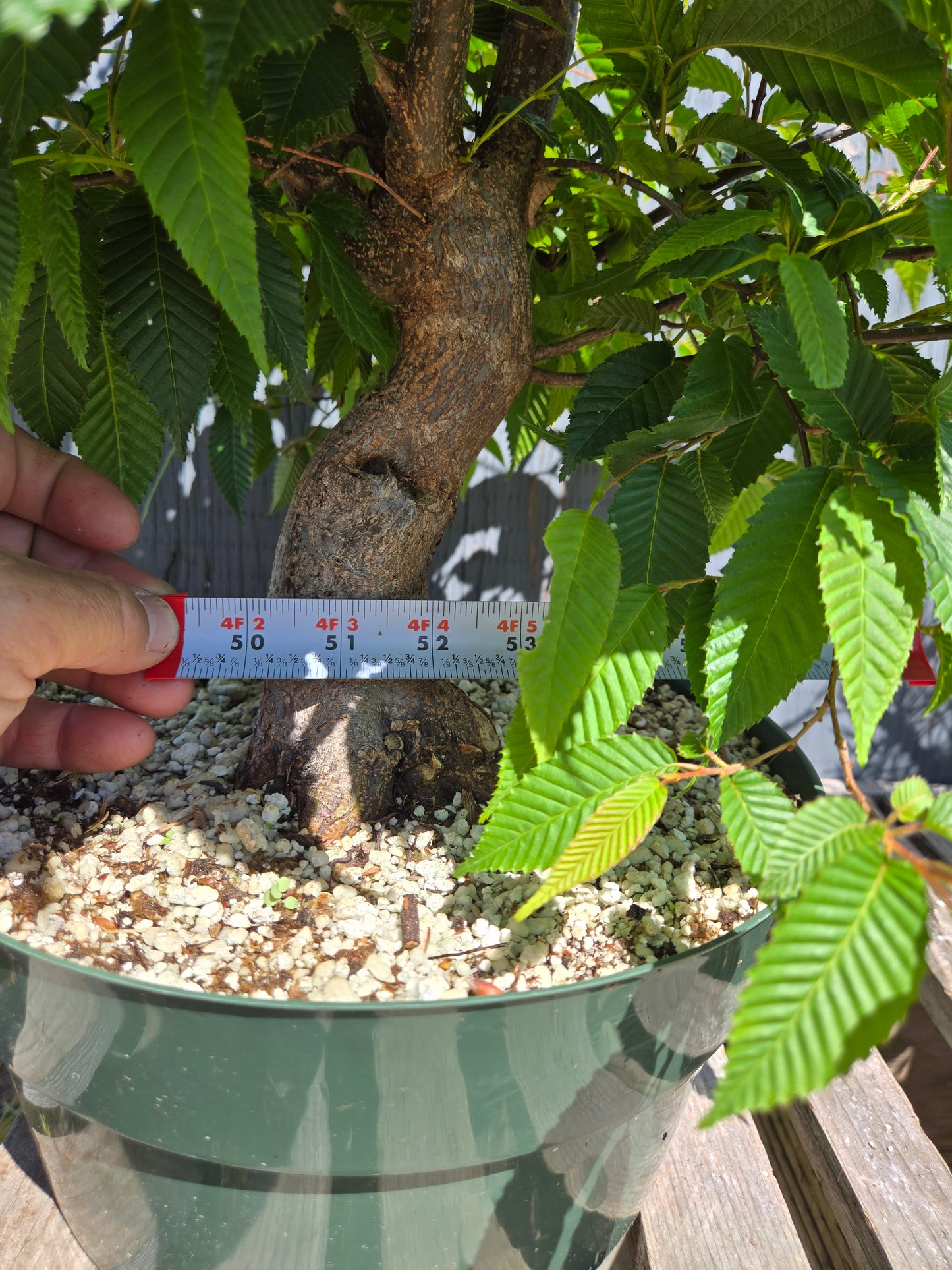 Carpinus japonica, Japanese Hornbeam, Cj SUM 01