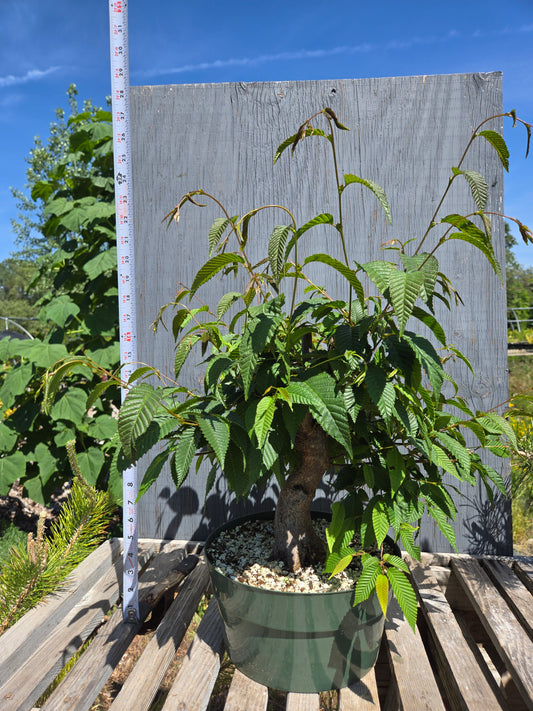 Carpinus japonica, Japanese Hornbeam, Cj SUM 01
