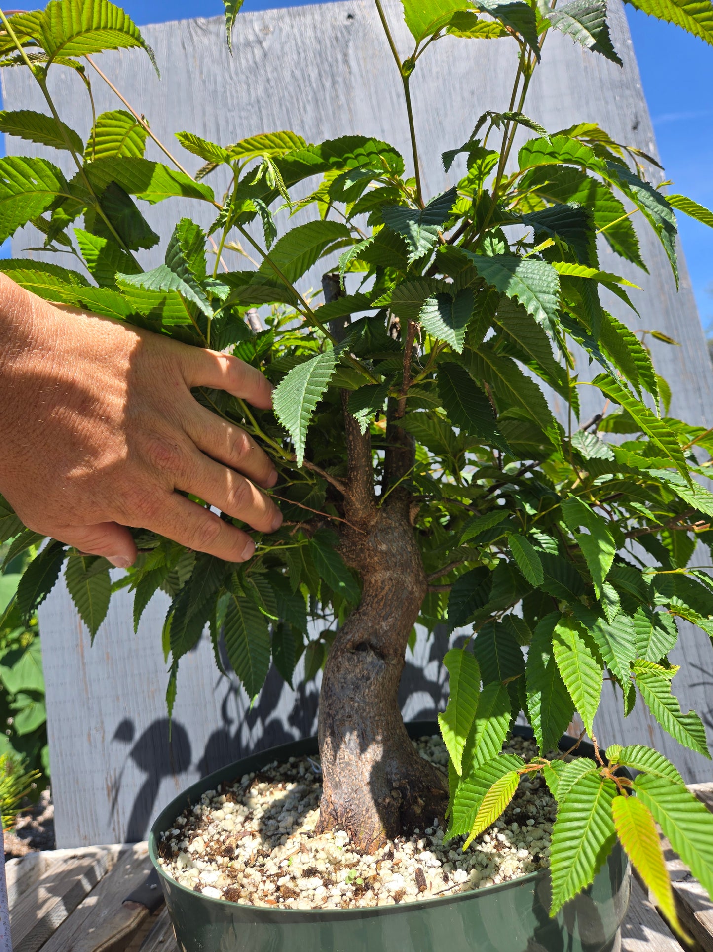 Carpinus japonica, Japanese Hornbeam, Cj SUM 01