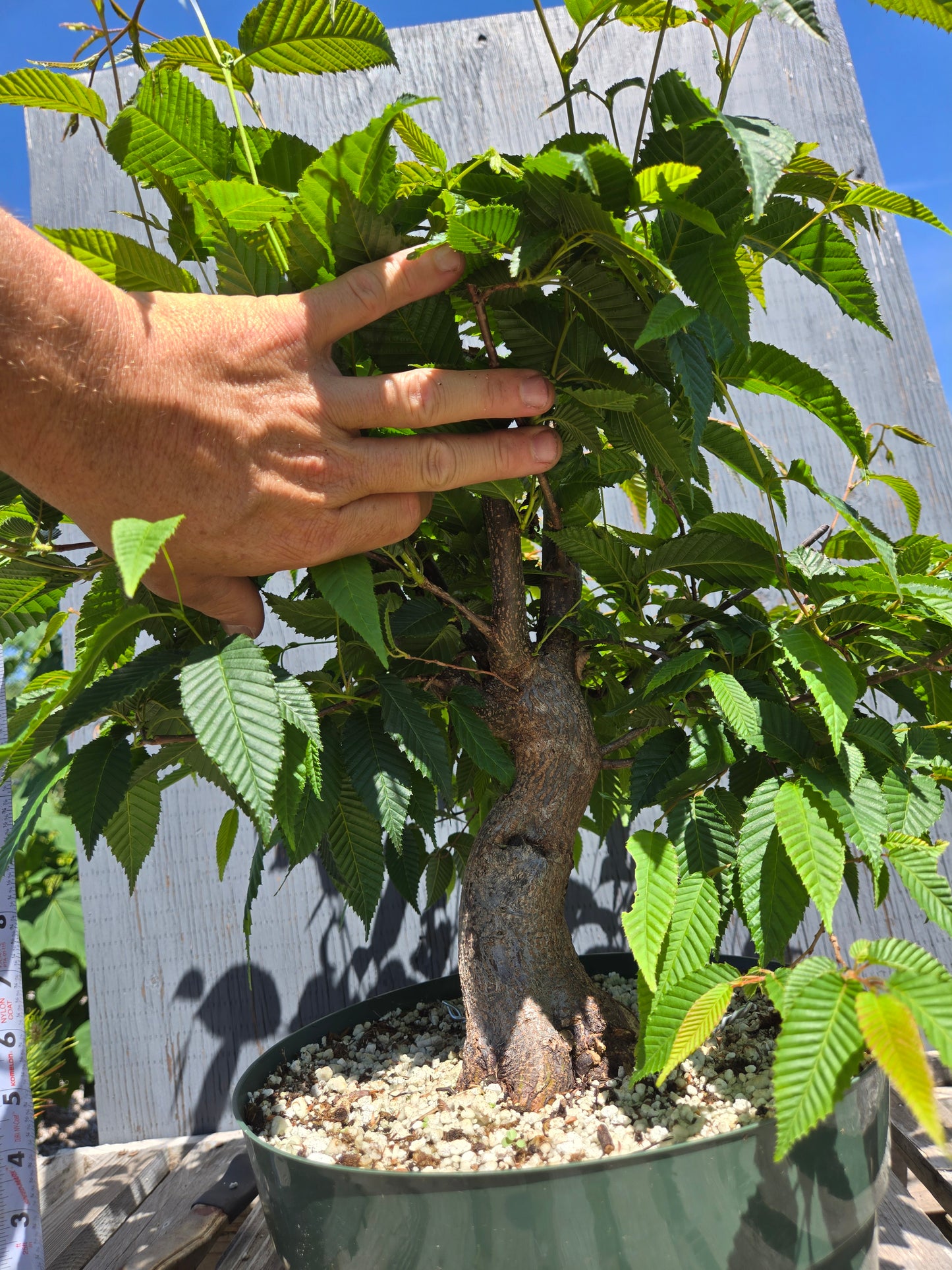 Carpinus japonica, Japanese Hornbeam, Cj SUM 01