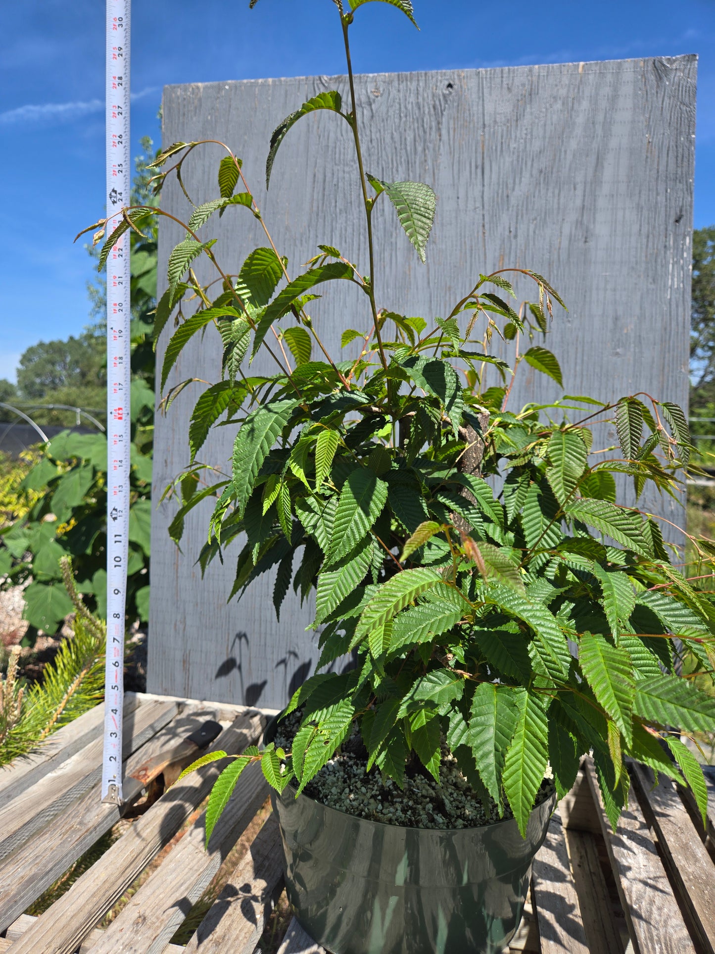 Carpinus japonica, Japanese Hornbeam, Cj SUM 01