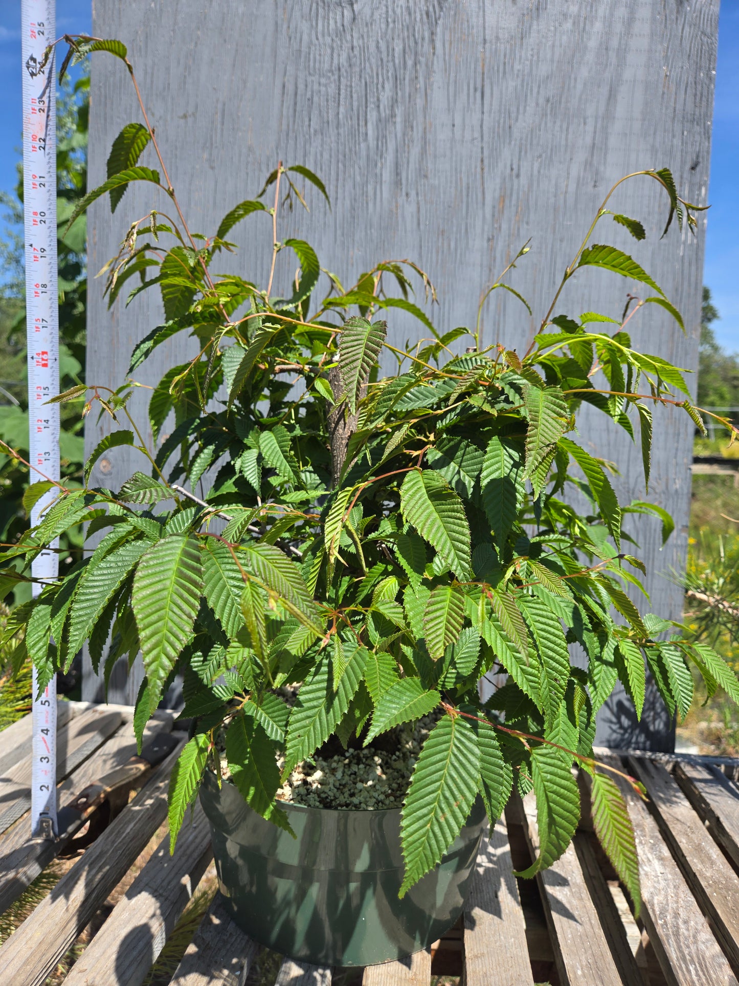 Carpinus japonica, Japanese Hornbeam, Cj SUM 01