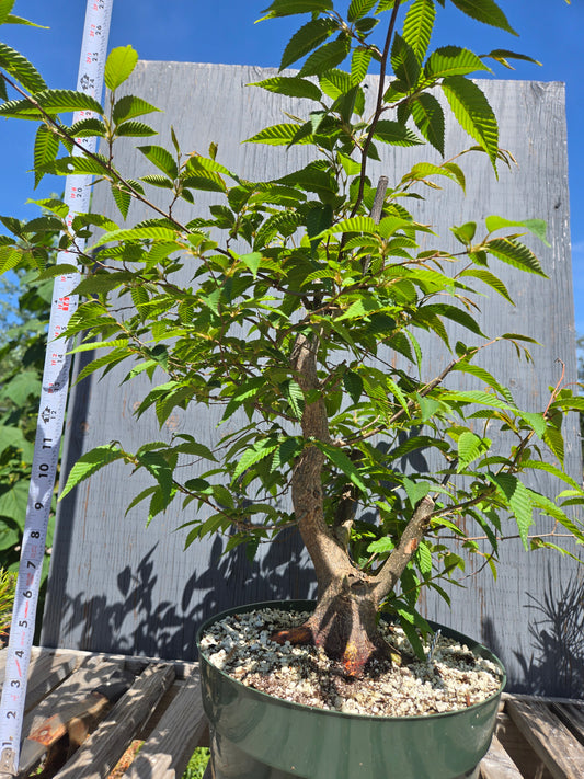 Carpinus japonica, Japanese Hornbeam, Cj SUM 02