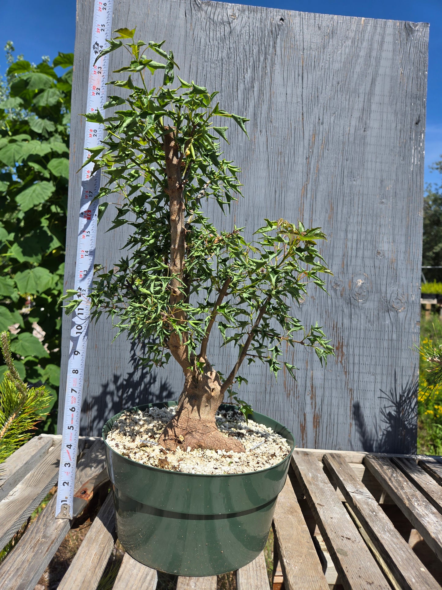 Trident Maple, 'Naruto' SUM 00