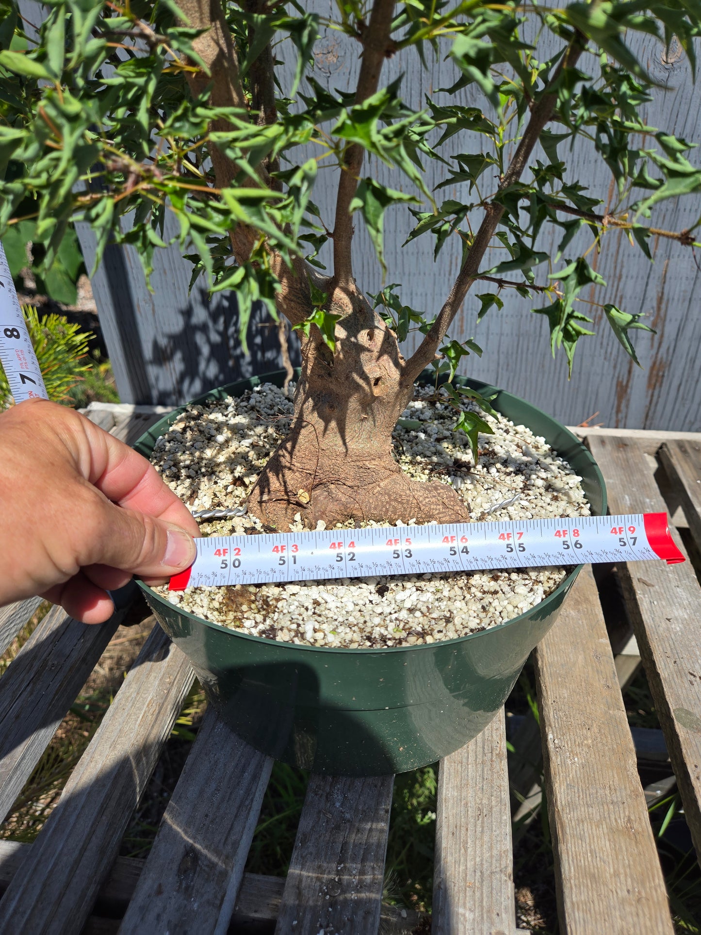 Trident Maple, 'Naruto' SUM 00