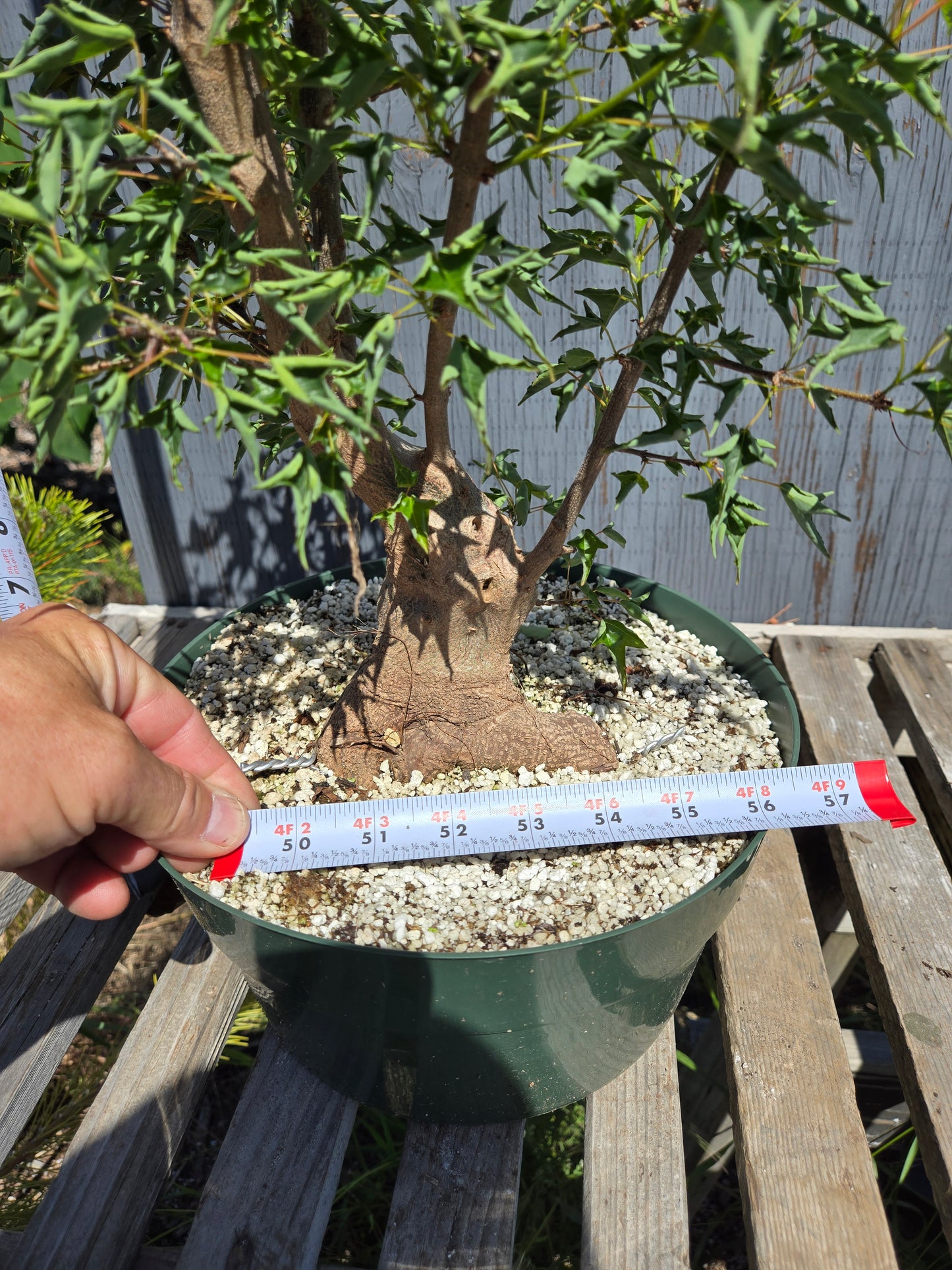 Trident Maple, 'Naruto' SUM 00