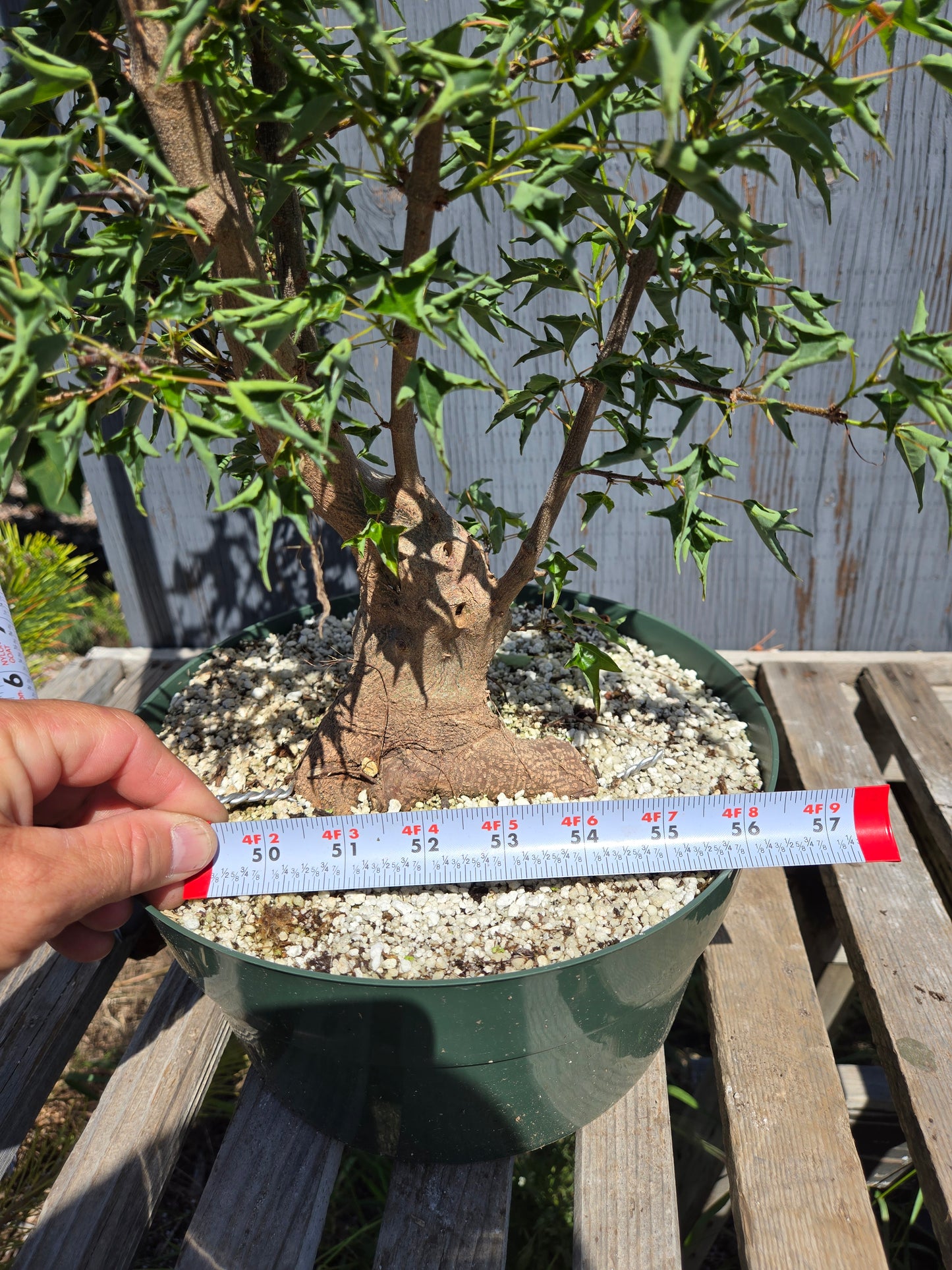 Trident Maple, 'Naruto' SUM 00