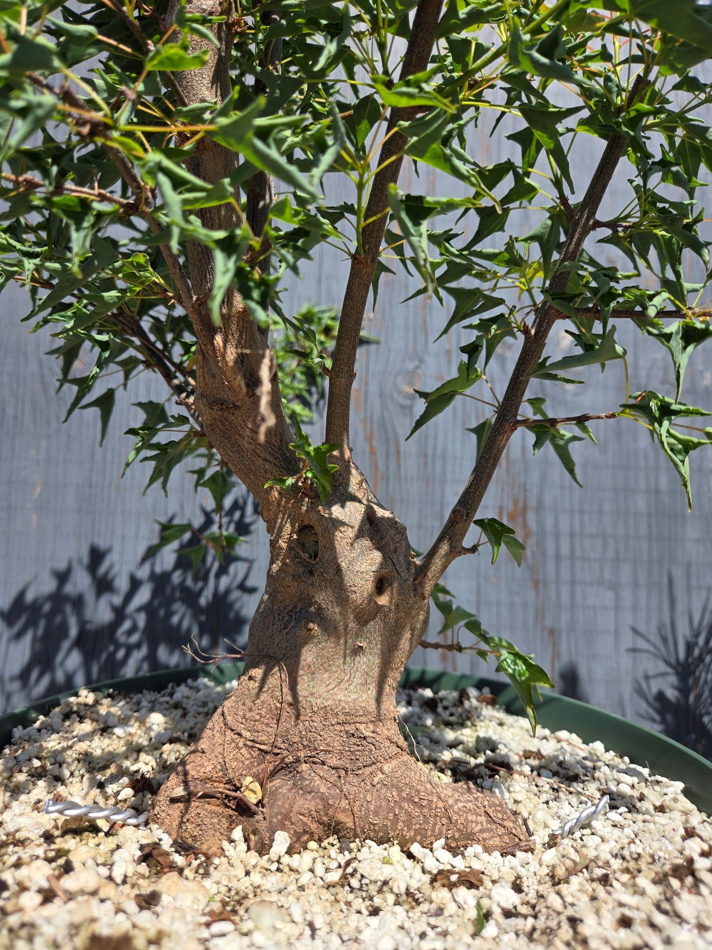 Trident Maple, 'Naruto' SUM 00