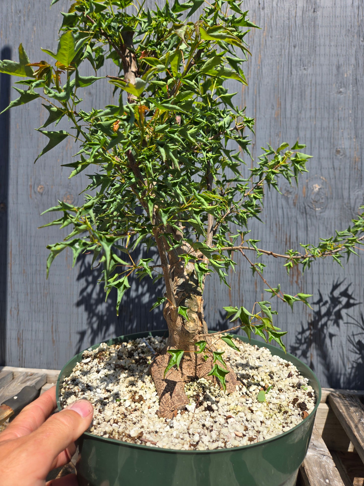 Trident Maple, 'Naruto' SUM 00
