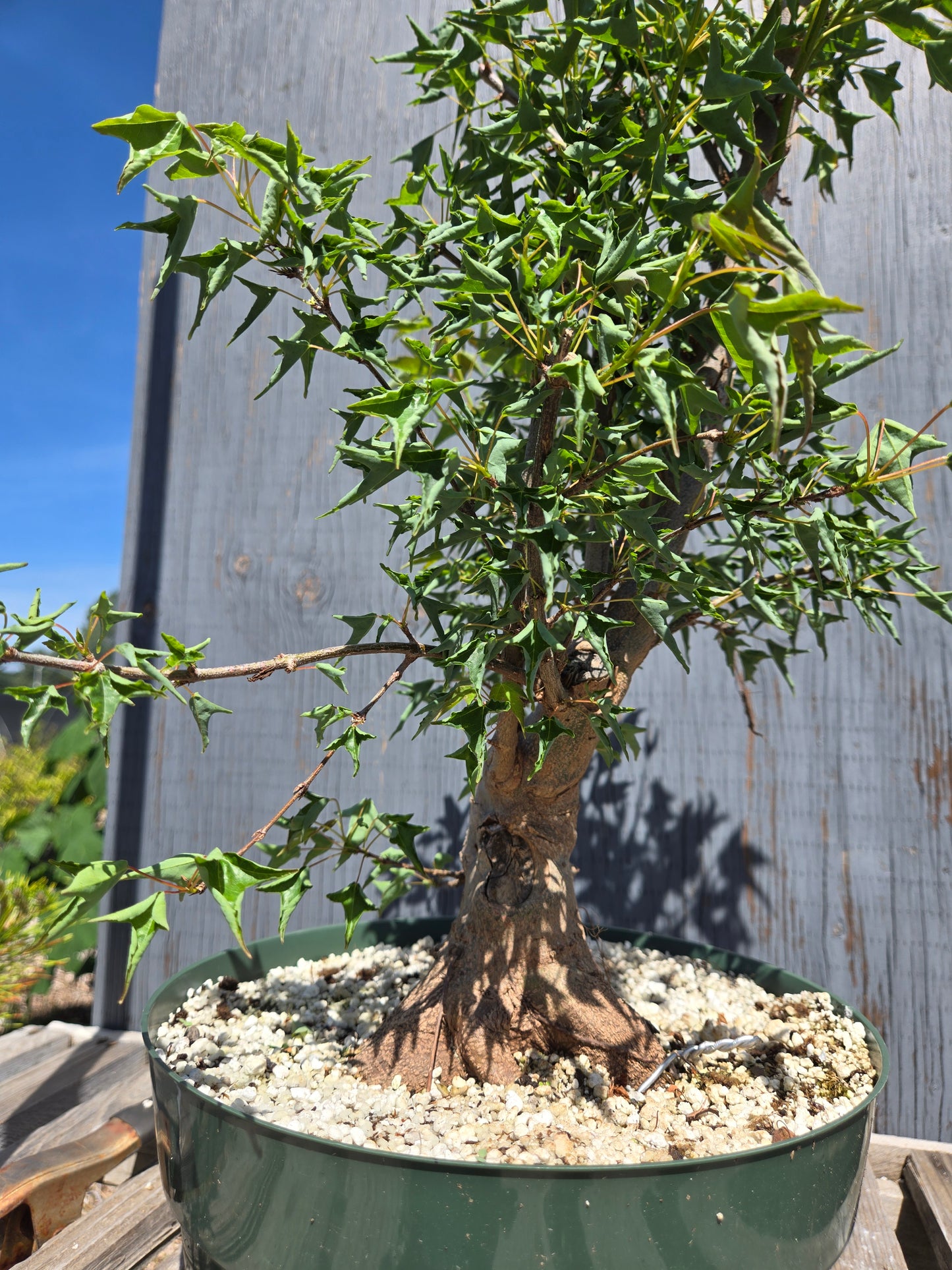 Trident Maple, 'Naruto' SUM 00