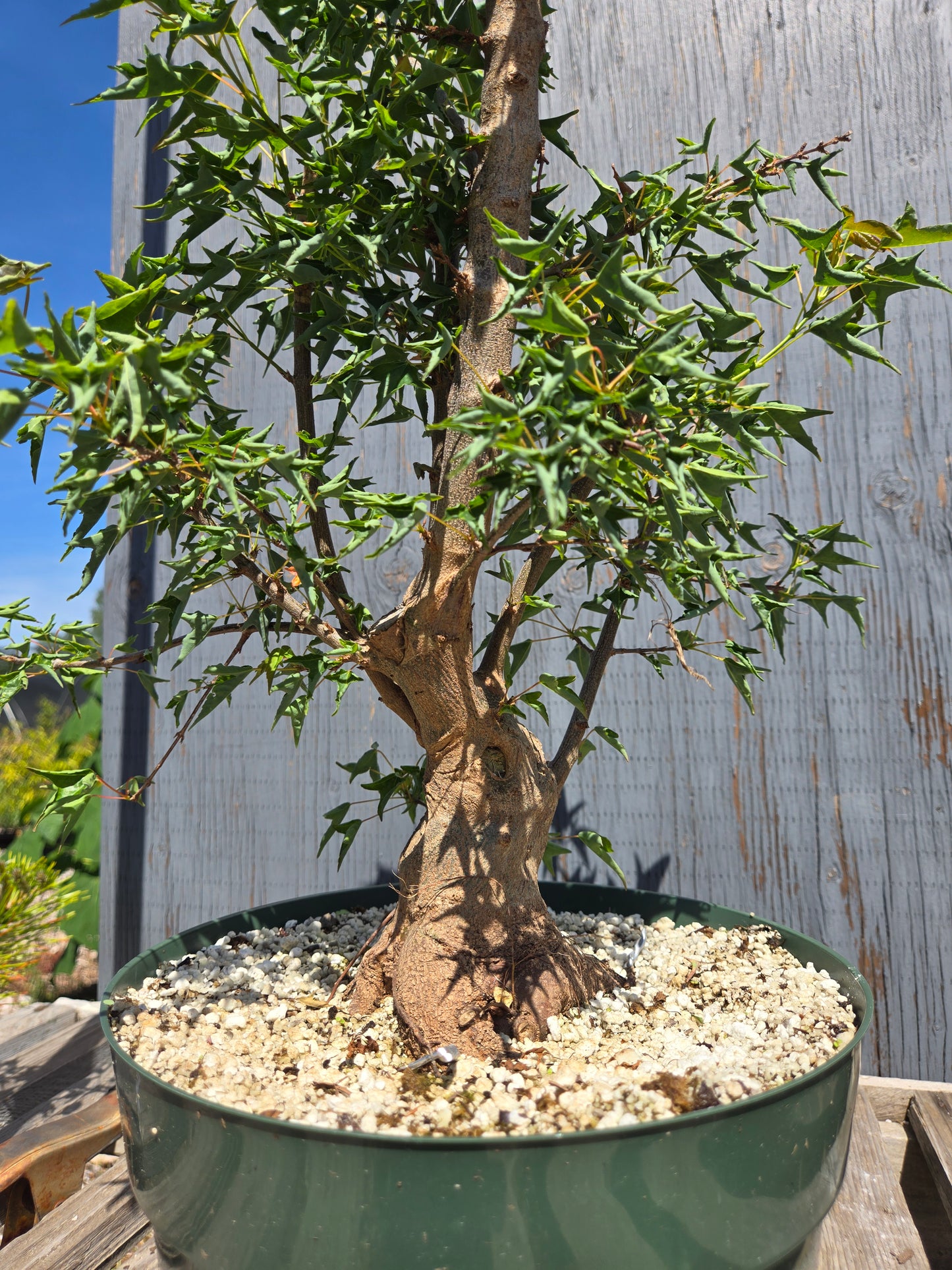 Trident Maple, 'Naruto' SUM 00