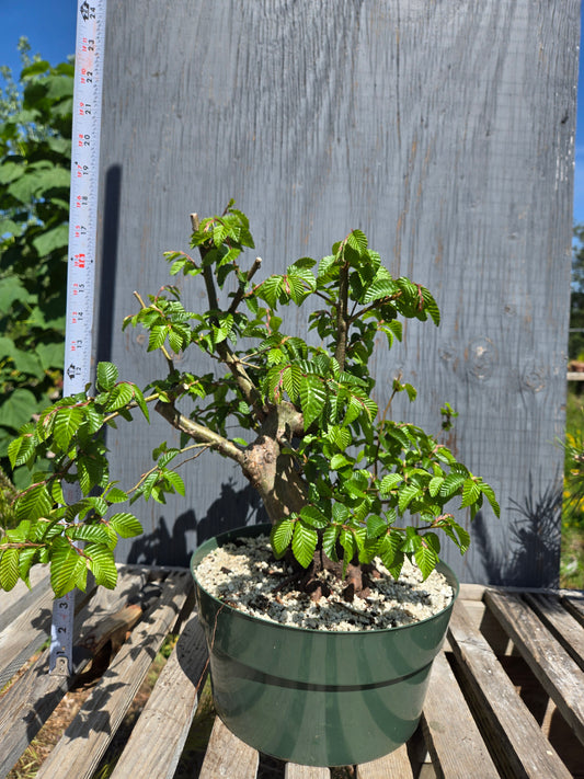 Carpinus coreana, Korean Hornbeam, Ccor
