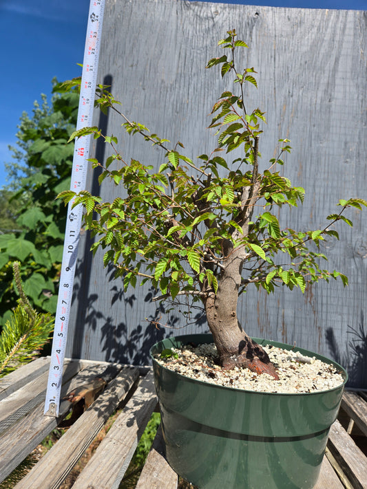 Carpinus laxiflora, Loose Flower Hornbeam Clax sum1