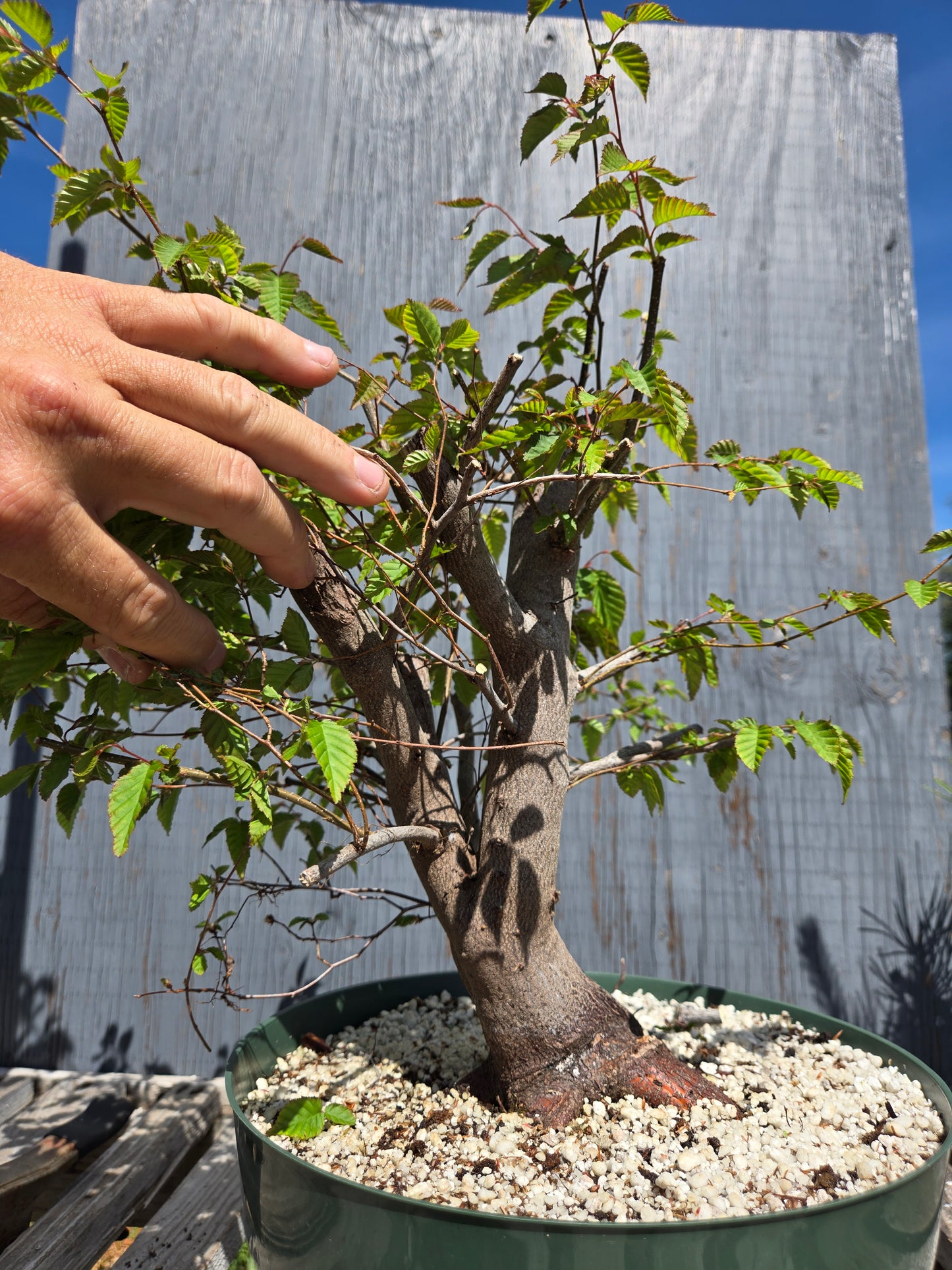 Carpinus laxiflora, Loose Flower Hornbeam Clax sum1