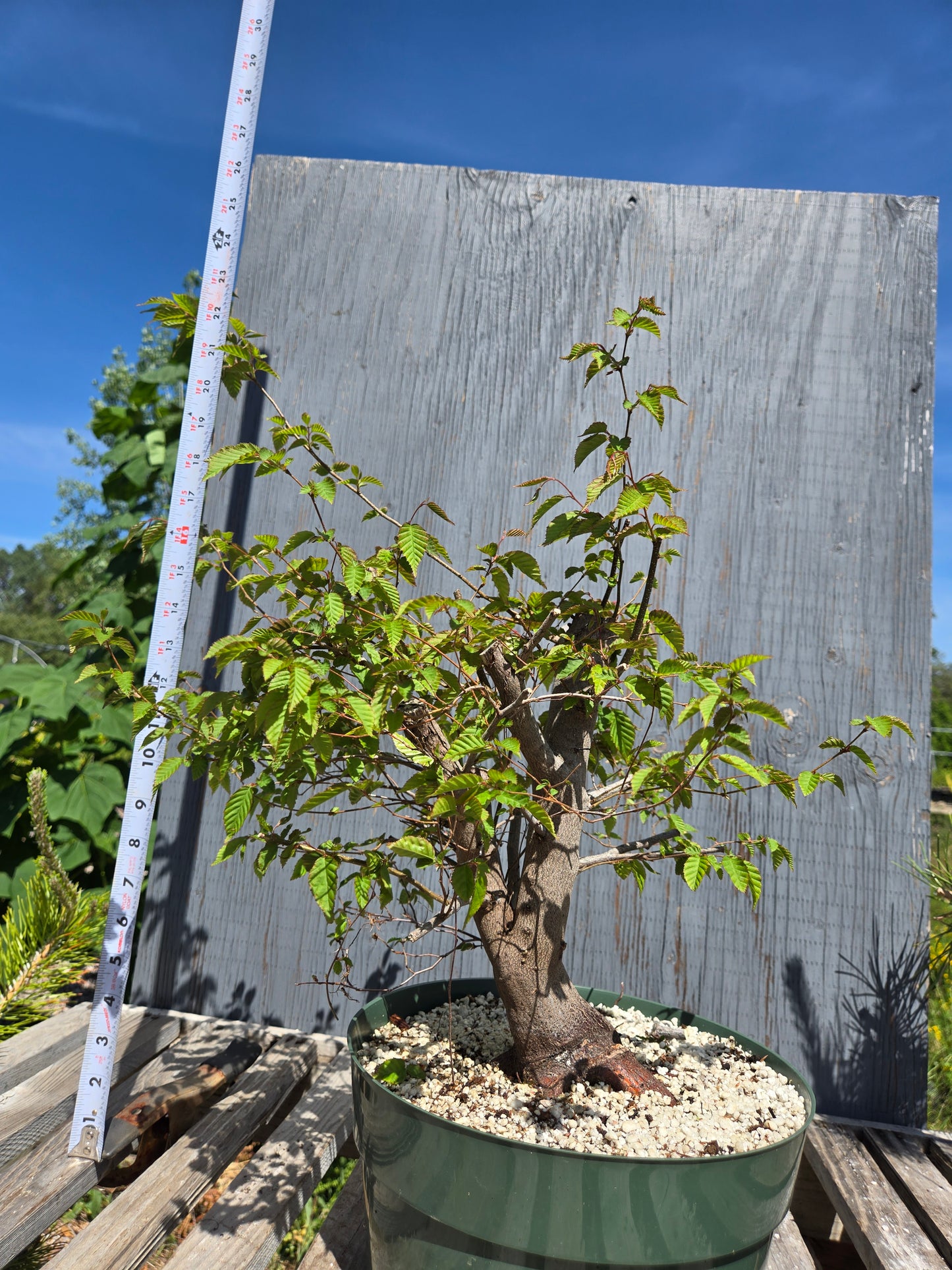 Carpinus laxiflora, Loose Flower Hornbeam Clax sum1