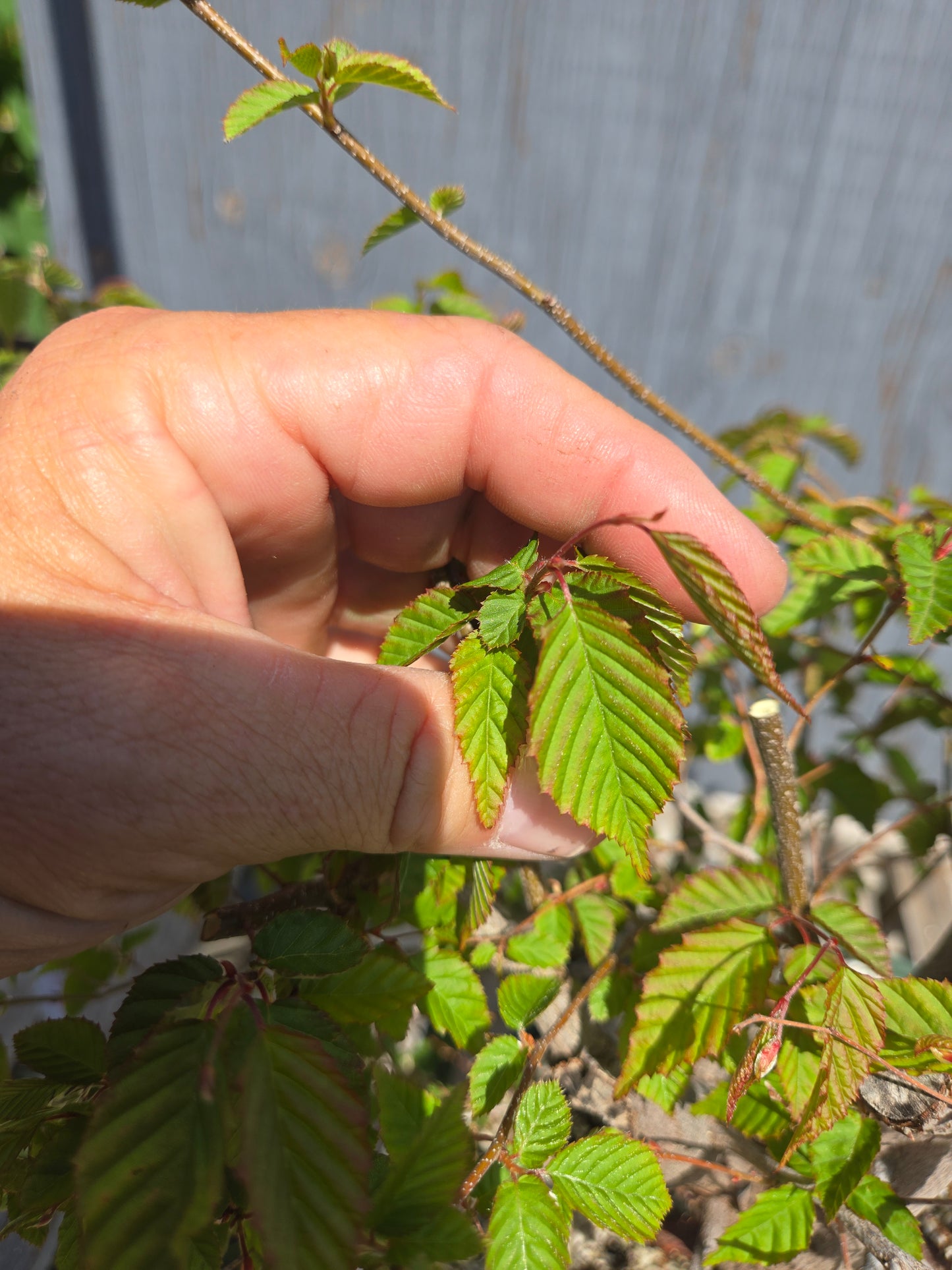 Carpinus laxiflora, Loose Flower Hornbeam Clax sum1