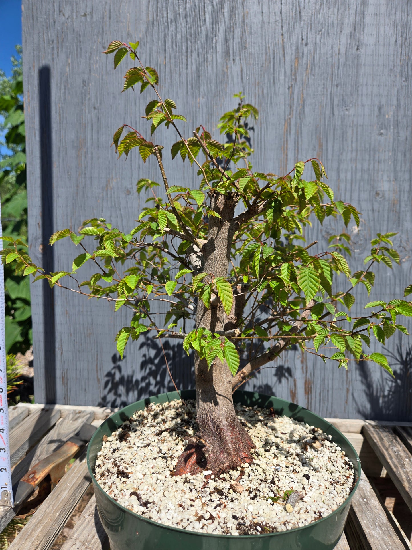 Carpinus laxiflora, Loose Flower Hornbeam Clax sum1