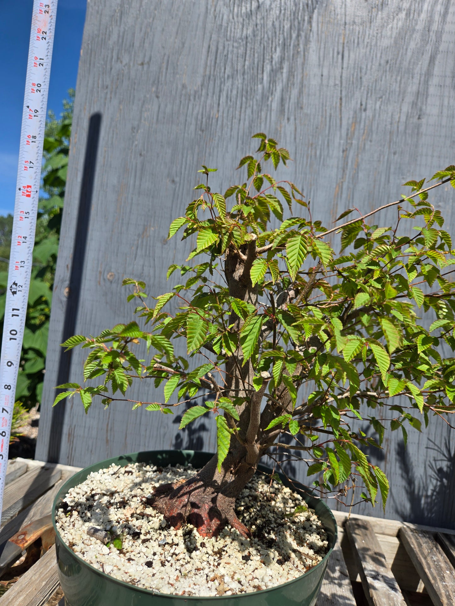 Carpinus laxiflora, Loose Flower Hornbeam Clax sum1