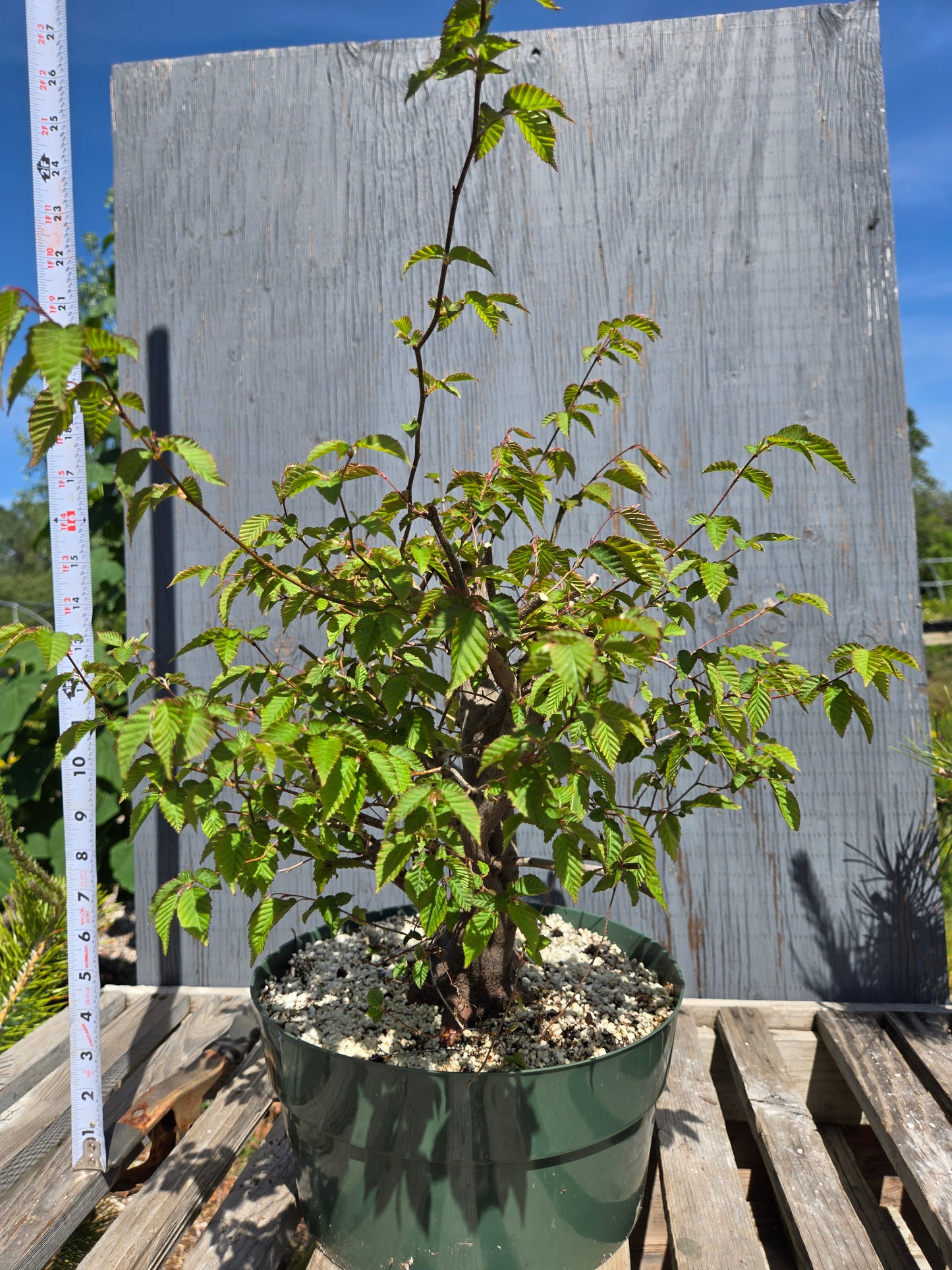 Carpinus laxiflora, Loose Flower Hornbeam Clax sum1