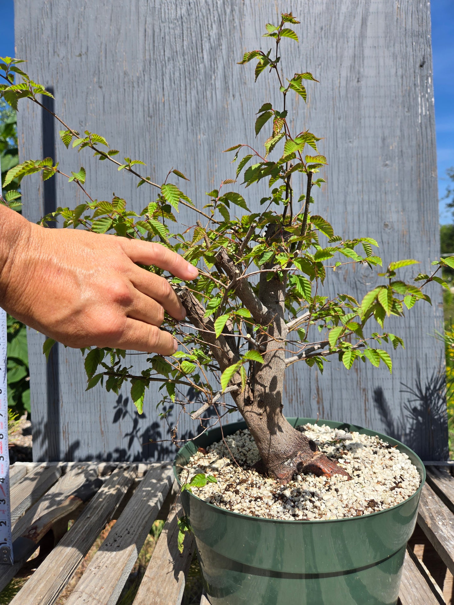 Carpinus laxiflora, Loose Flower Hornbeam Clax sum1