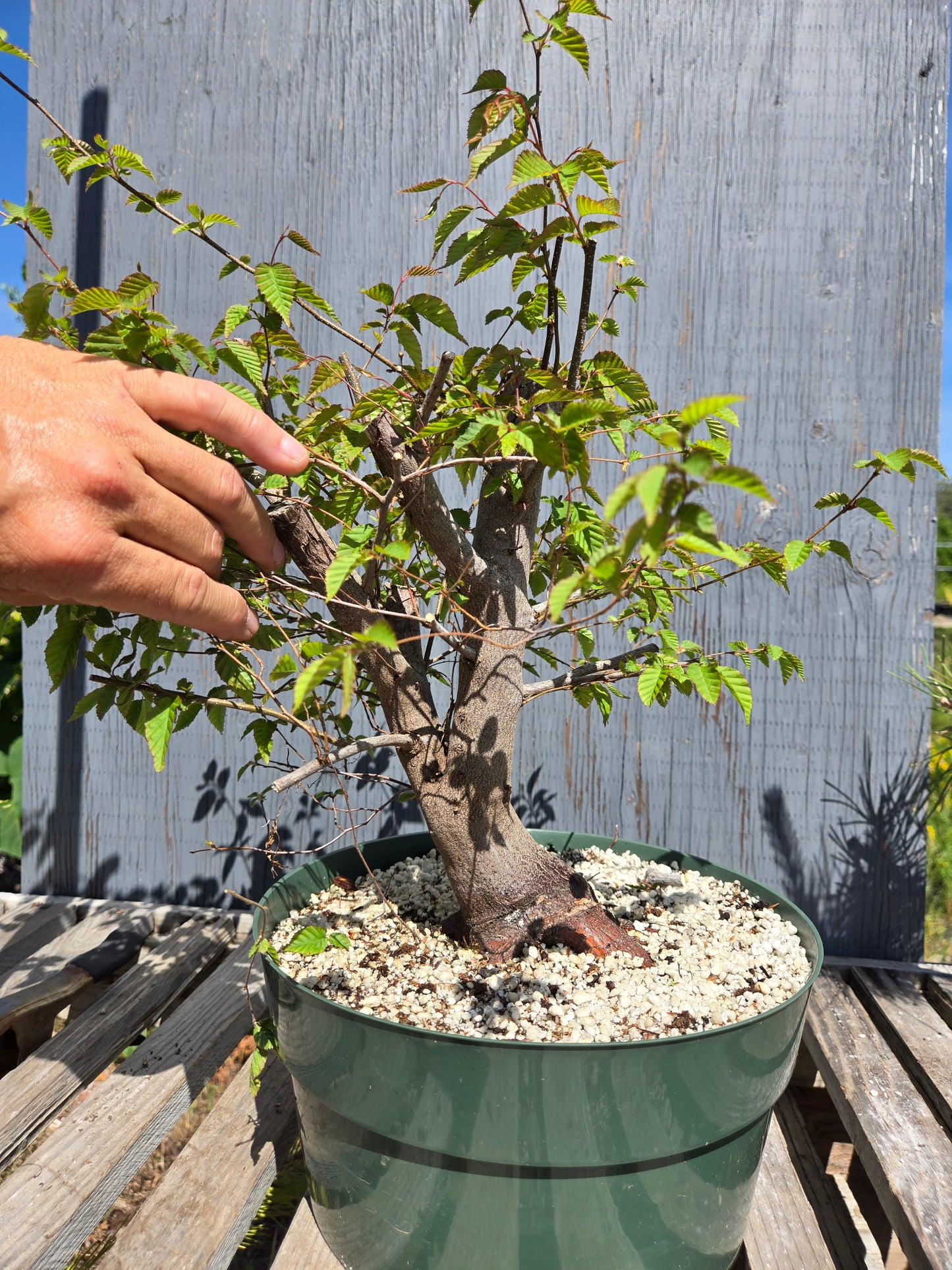 Carpinus laxiflora, Loose Flower Hornbeam Clax sum1
