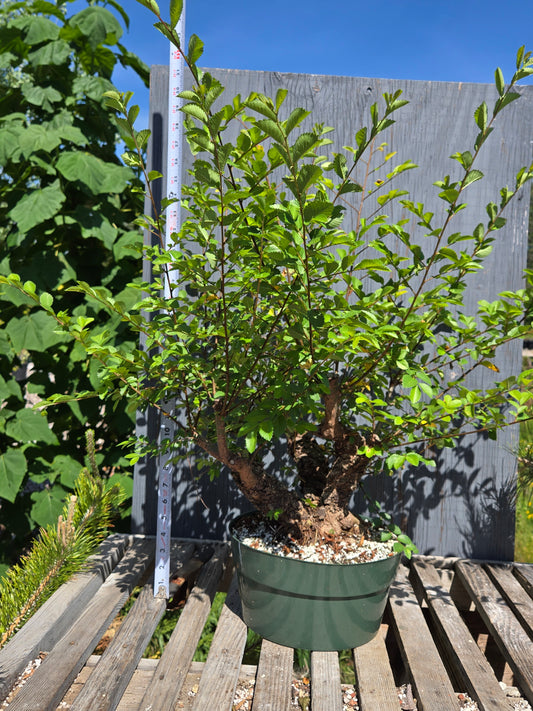Cork Bark Chinese Elm SUM 00