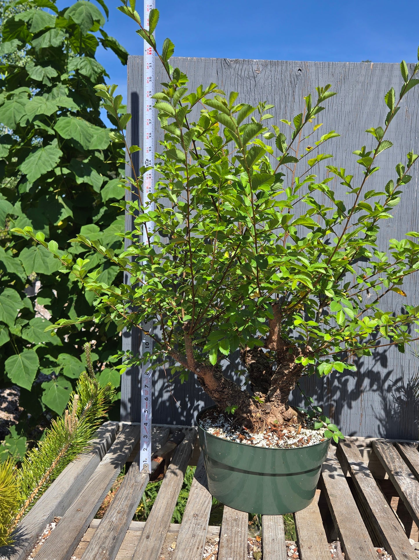Cork Bark Chinese Elm SUM 00