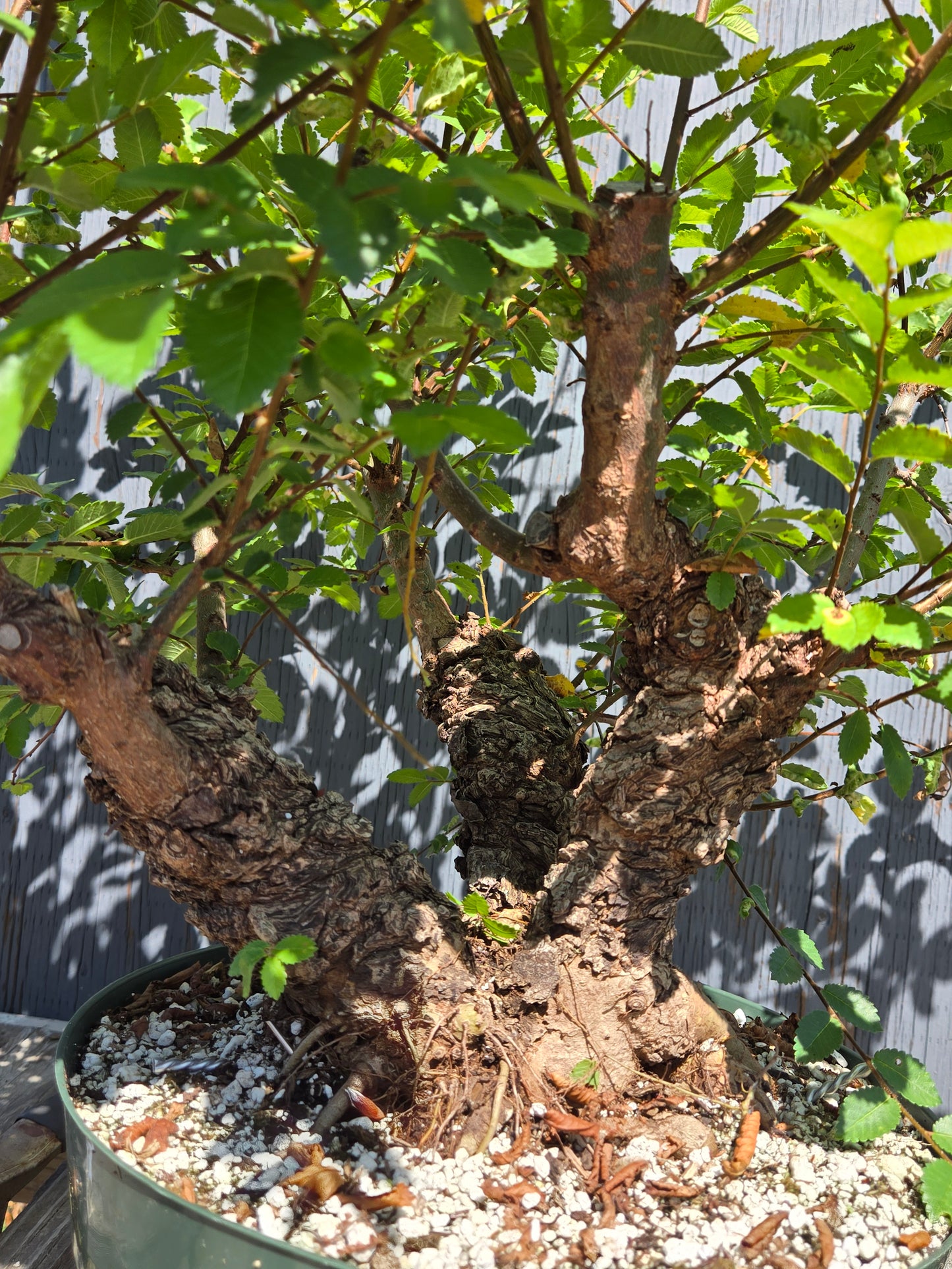 Cork Bark Chinese Elm SUM 00