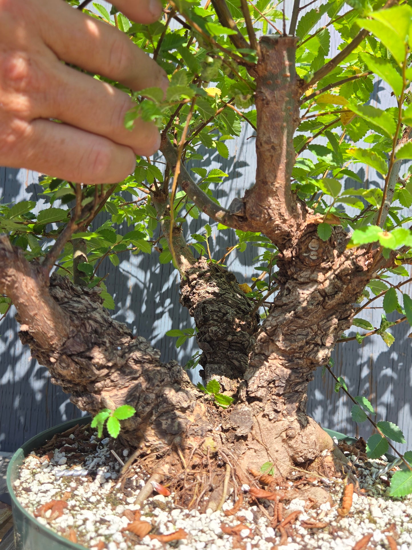 Cork Bark Chinese Elm SUM 00