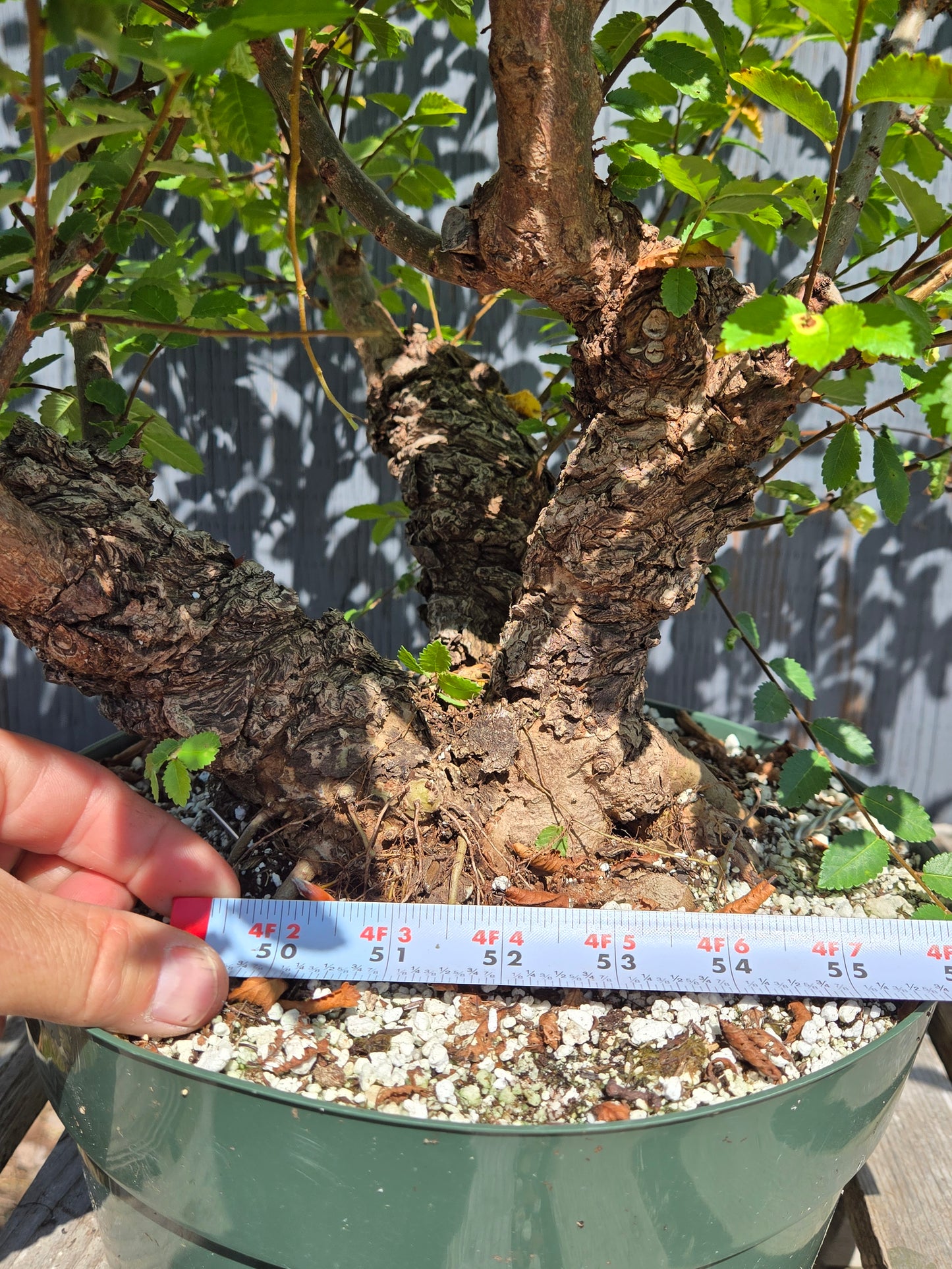 Cork Bark Chinese Elm SUM 00