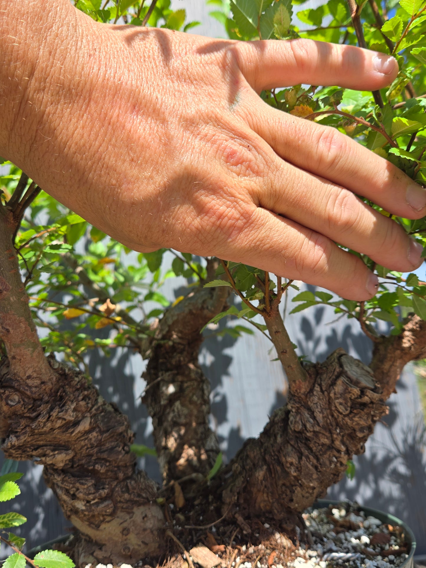 Cork Bark Chinese Elm SUM 00
