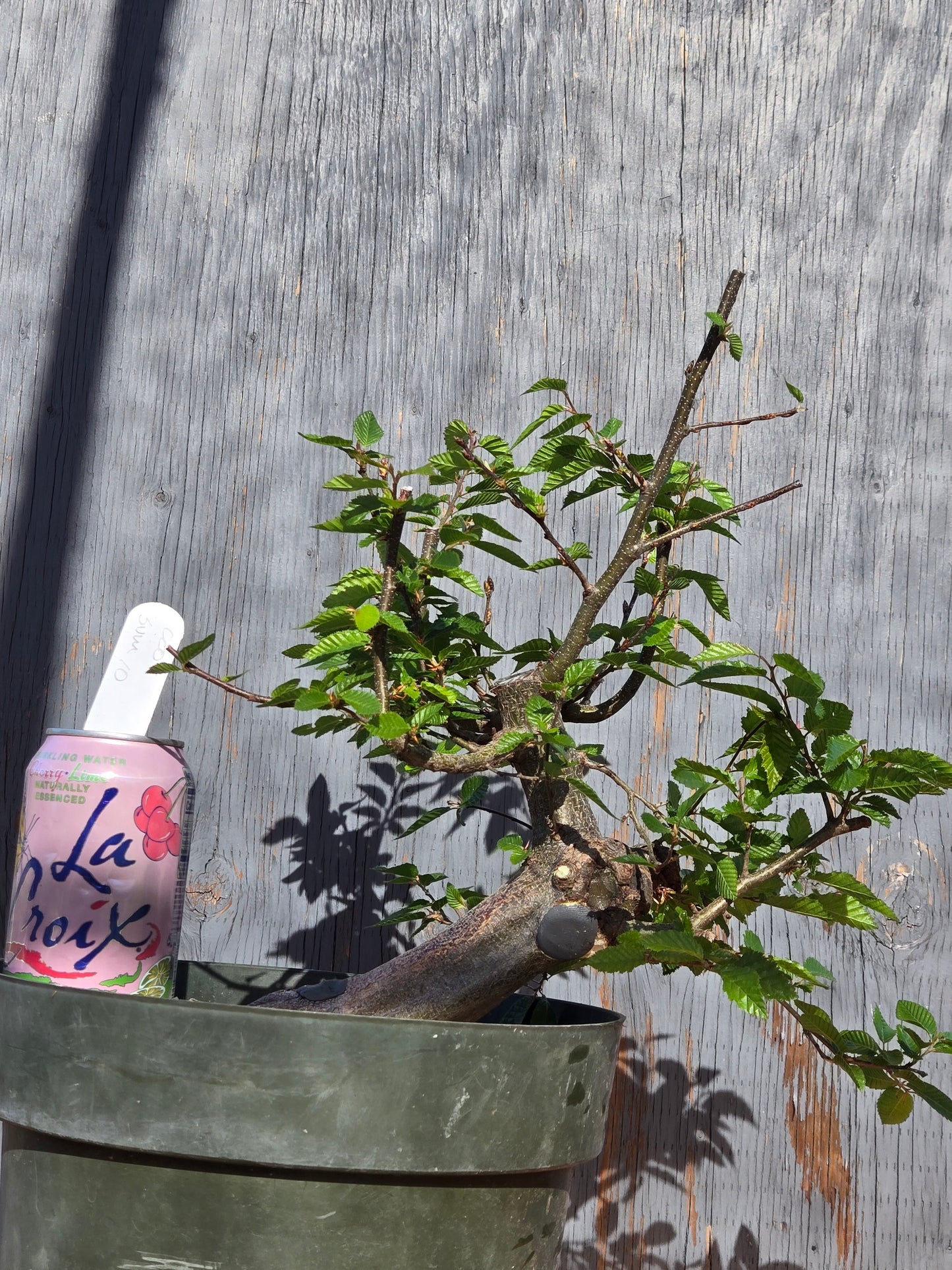 Carpinus coreana, Korean Hornbeam, Ccor sum 10
